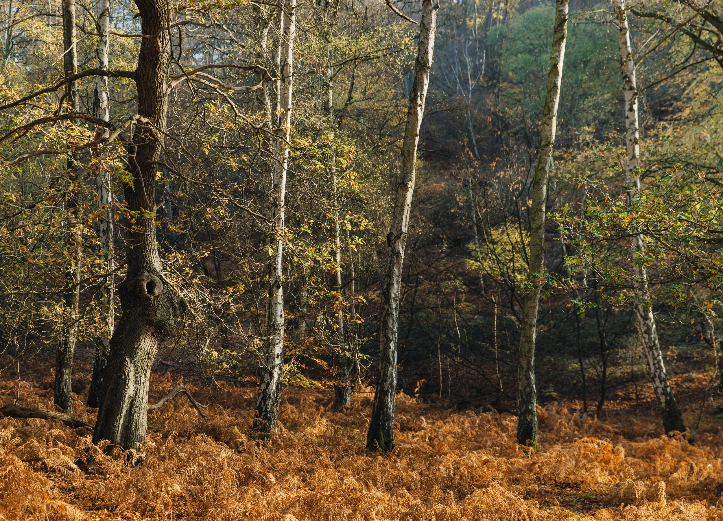 -Parkland Walk-in-epping-forest-London-walks-guided-tours-londons-most-beautiful-forest-epping-forest-walking-routes-london-nature-walks 12.jpg