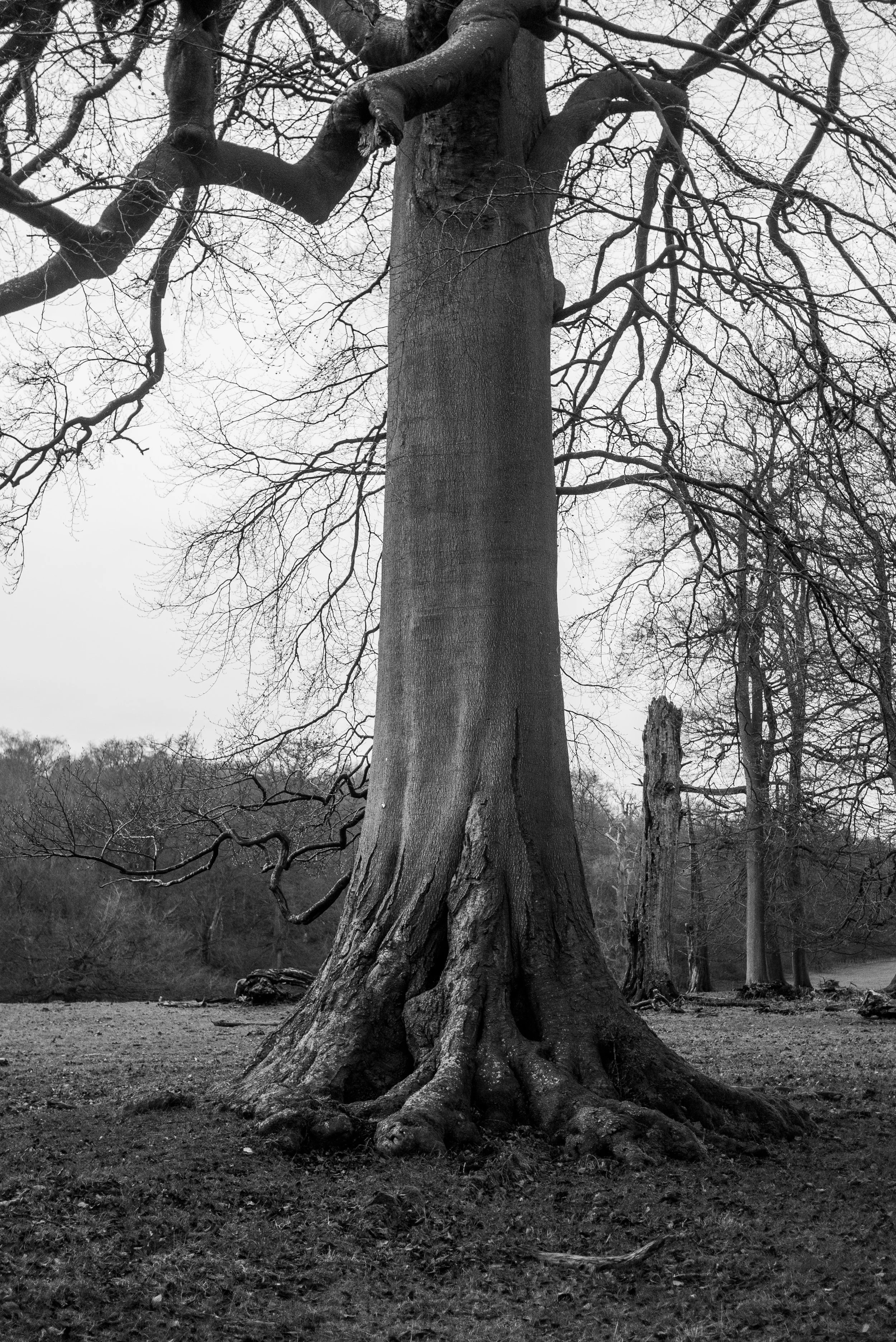 Ivinghoe Beacon Day Walk Near London.jpg