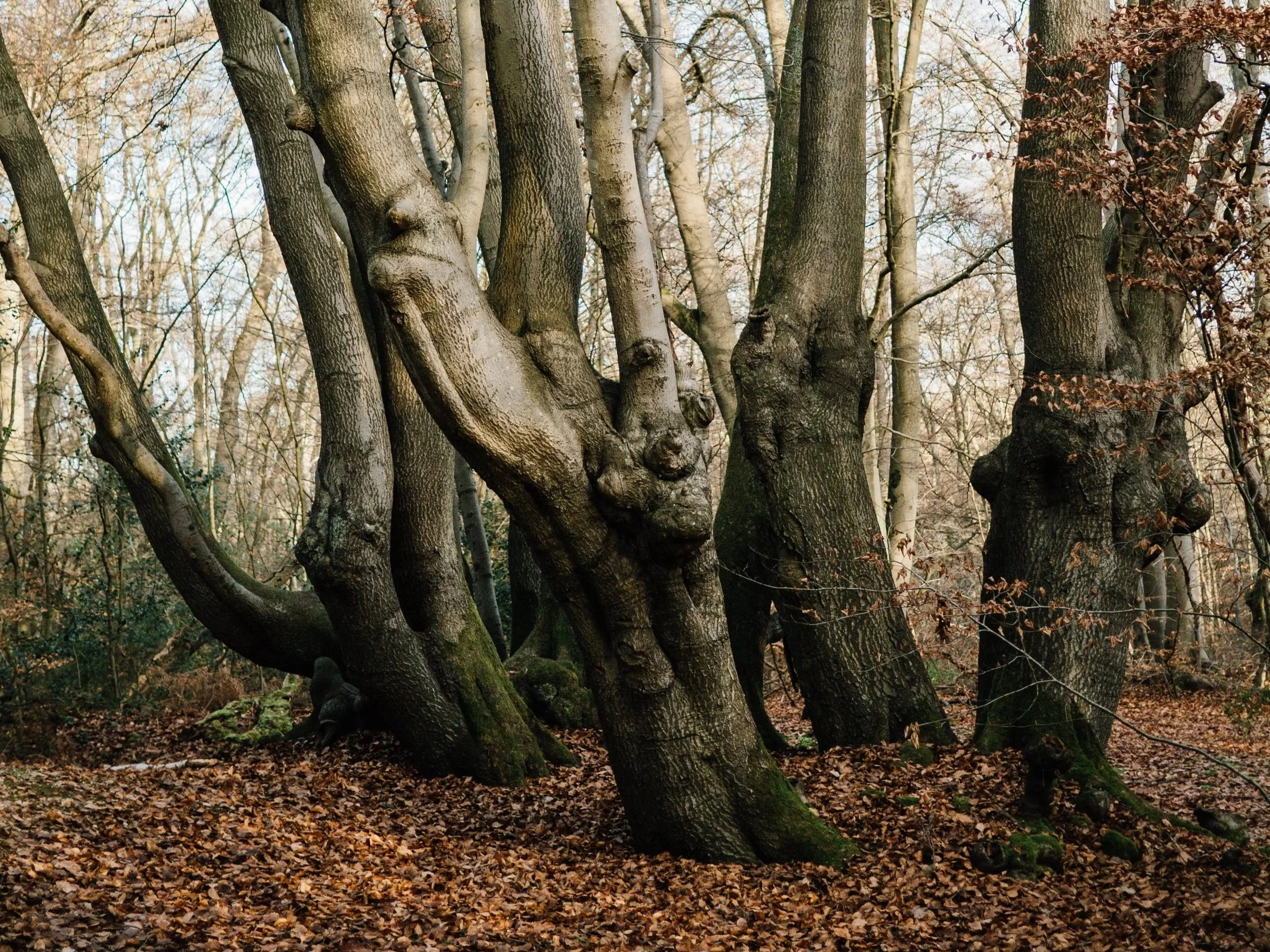 guided-walks-epping-forest+best+walks+near+london+Epping-Walks+Near+Me+11.jpg