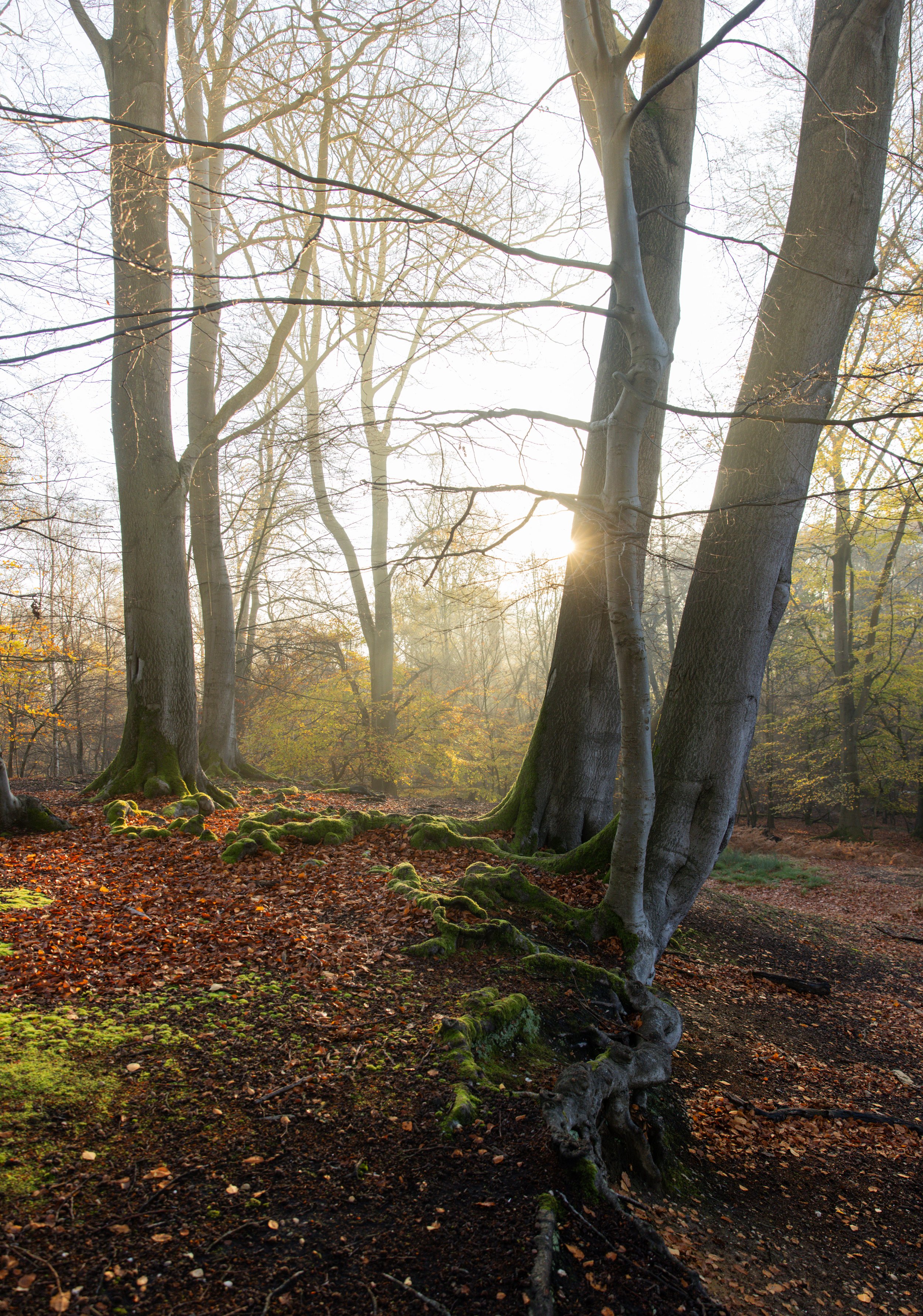 -Parkland Walk-in-epping-forest-London-walks-guided-tours-londons-most-beautiful-forest-epping-forest-walking-routes-london-nature-walks 3.jpg