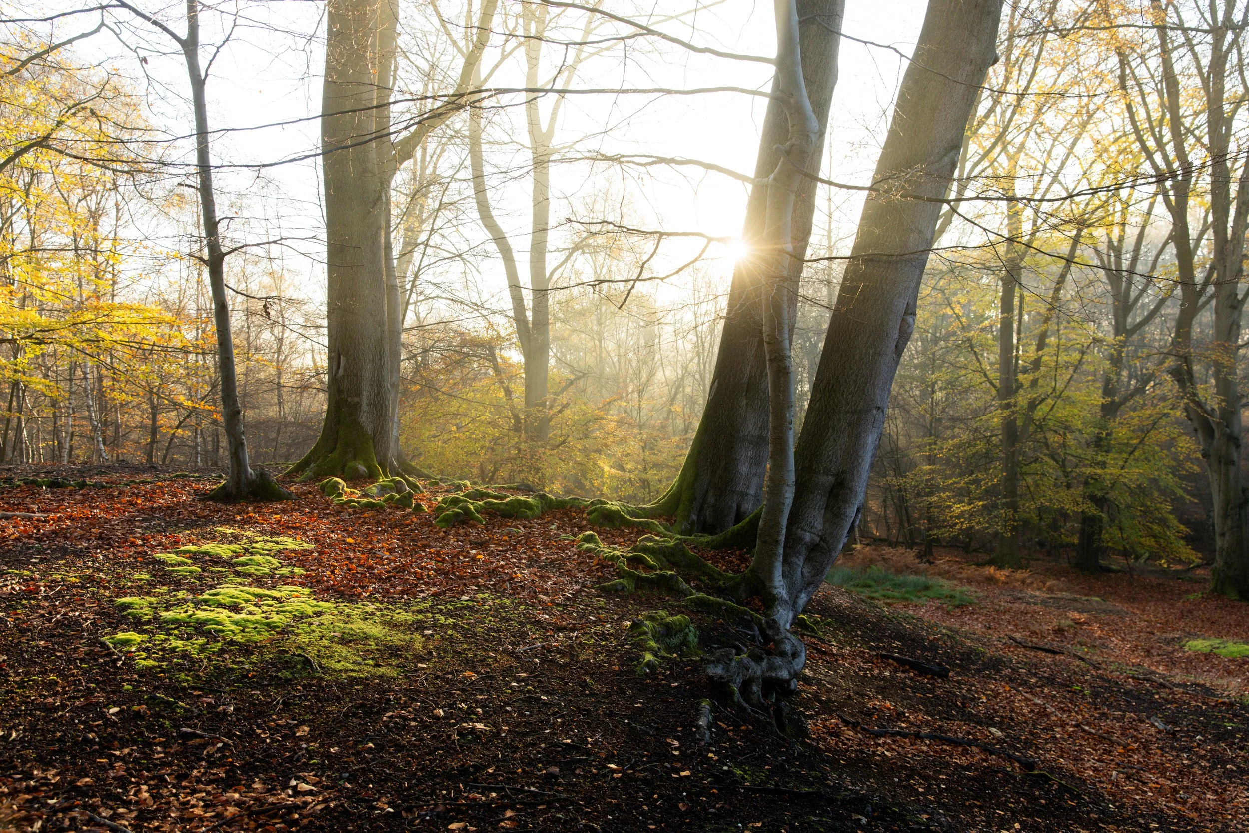 -Parkland Walk-in-epping-forest-London-walks-guided-tours-londons-most-beautiful-forest-epping-forest-walking-routes-london-nature-walks 4.jpg