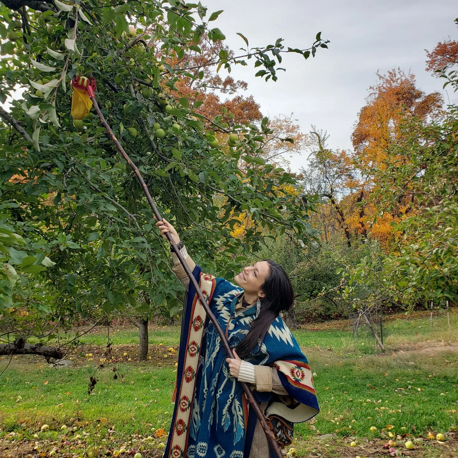 APPLE PICKING.jpg