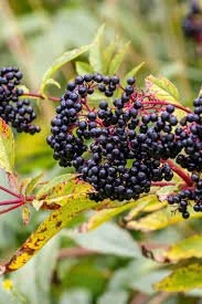 elderberry.jpeg