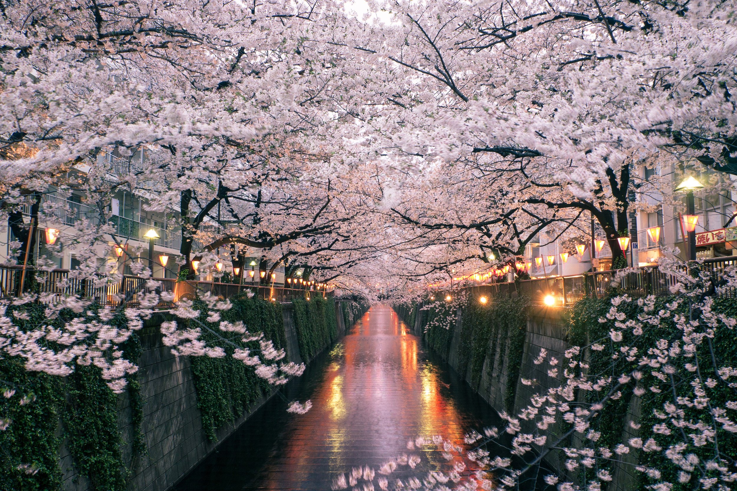 Japan_Cherry-Blossoms_GettyImages-179989245.jpg