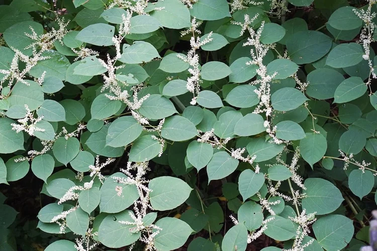 Japanese Knotweed: What You Need to Know — AALM