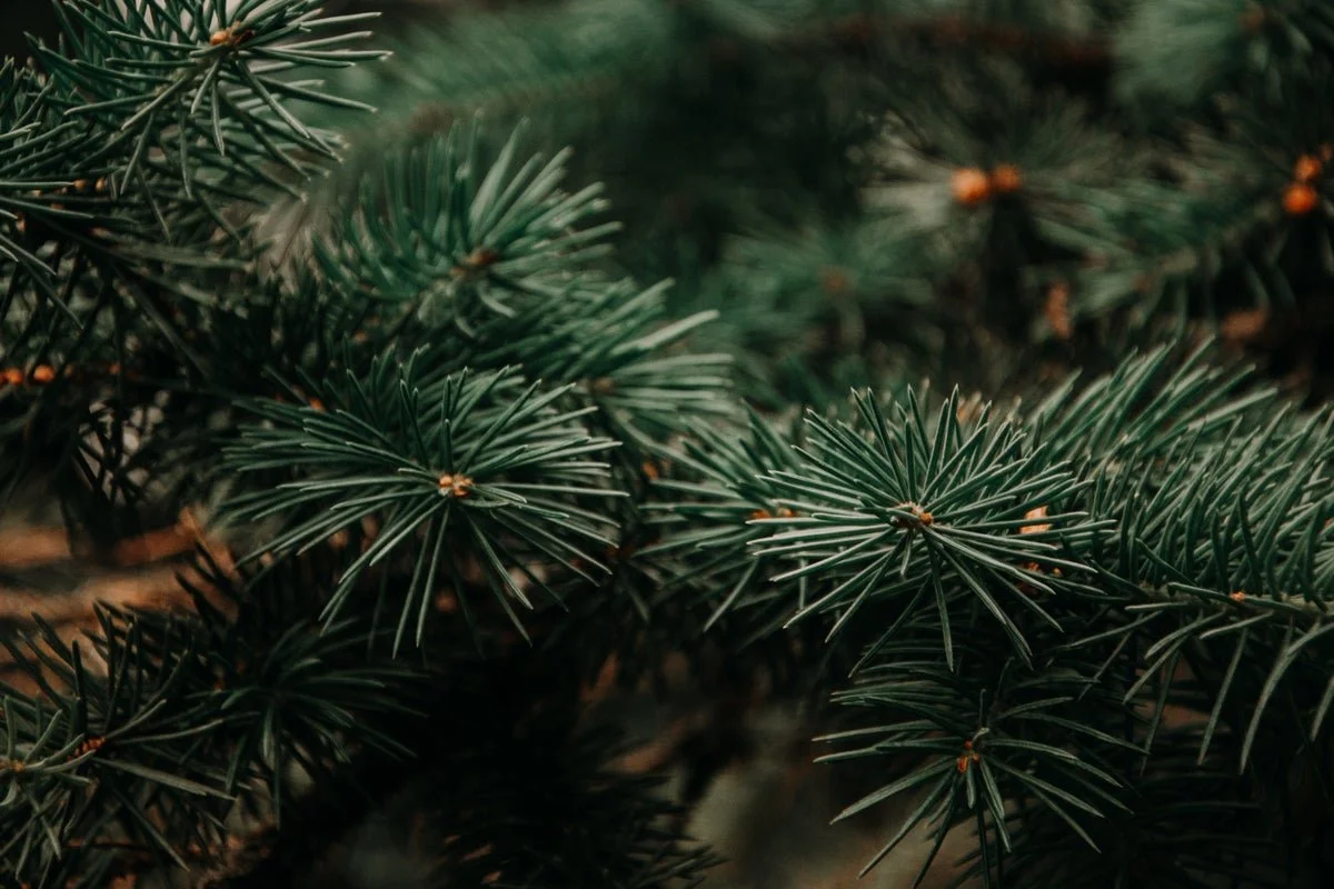 s743874948352522304_p375_i51_w5885.jpeg