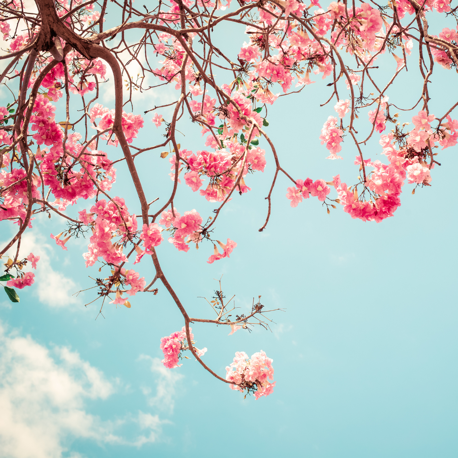 Untitled design (30).png