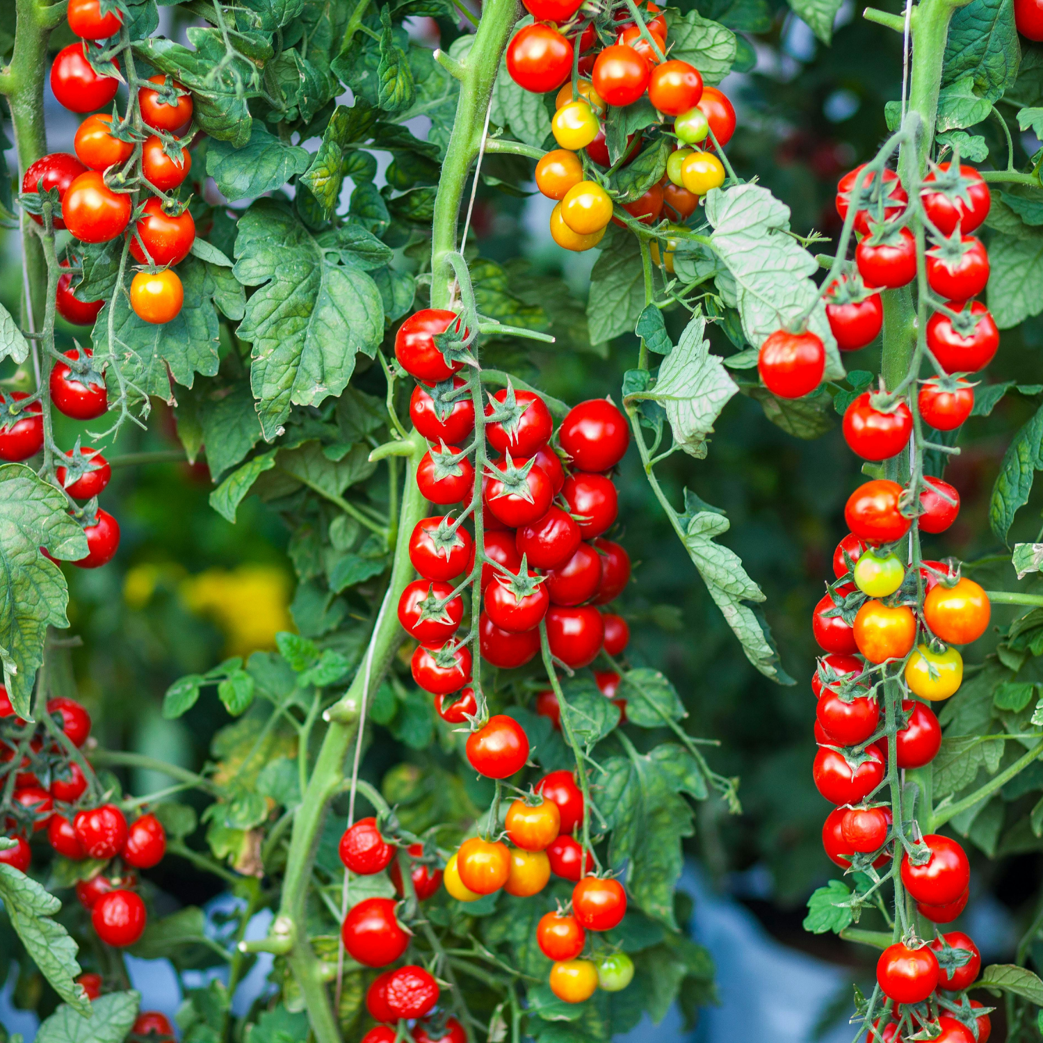 Untitled design (41).png