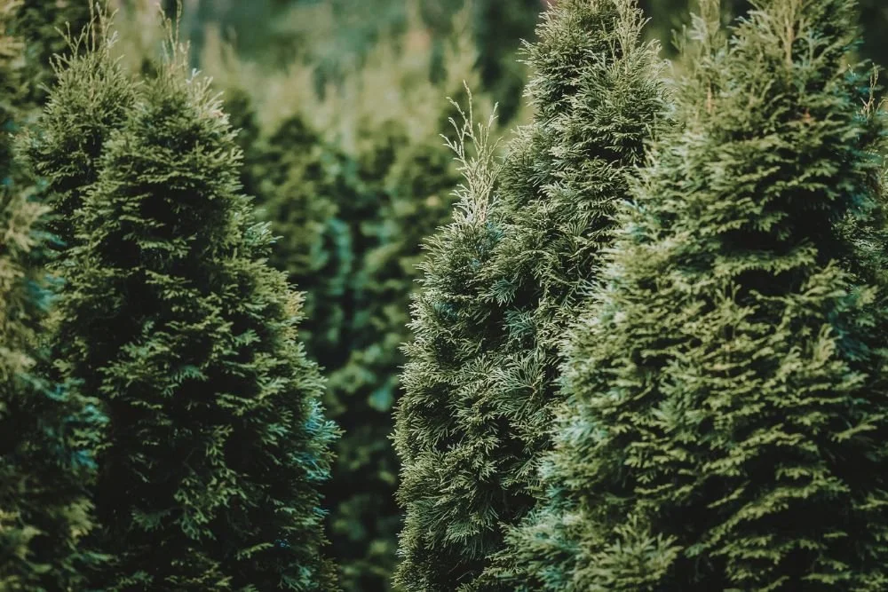 fraser fir and evergreen candle scents