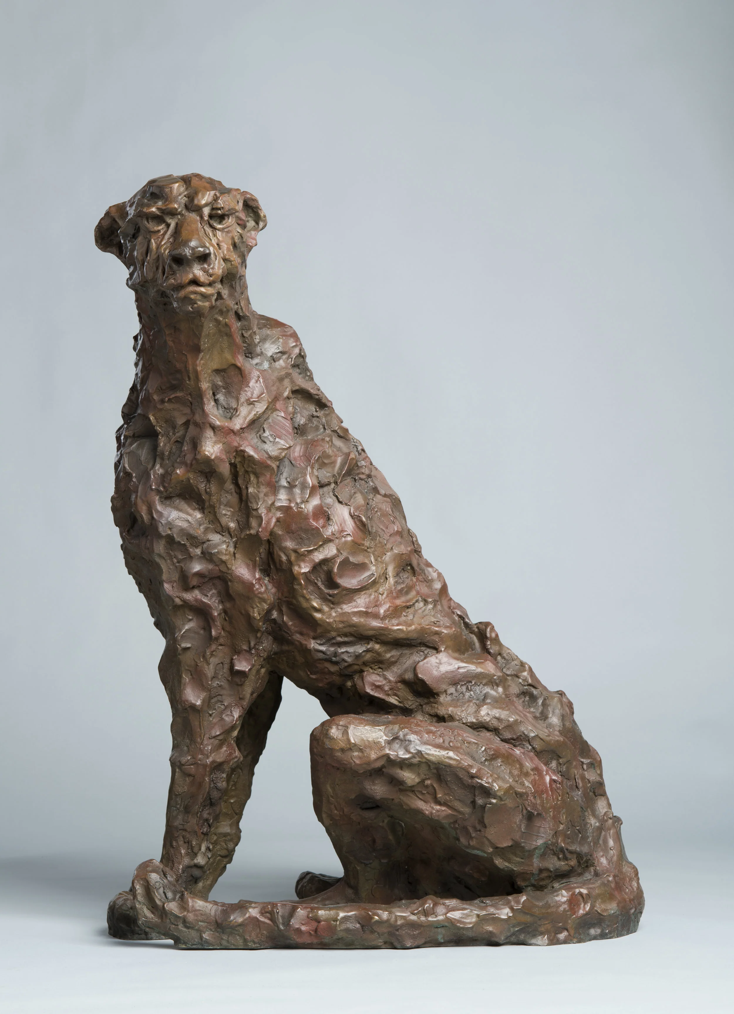 Cheetah Sitting.jpeg