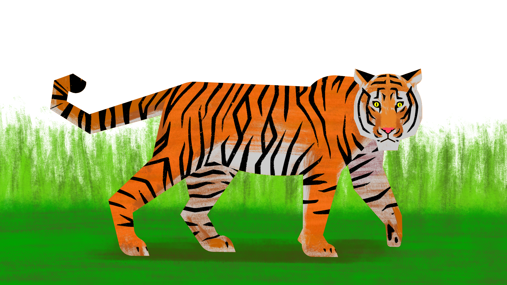 tiger