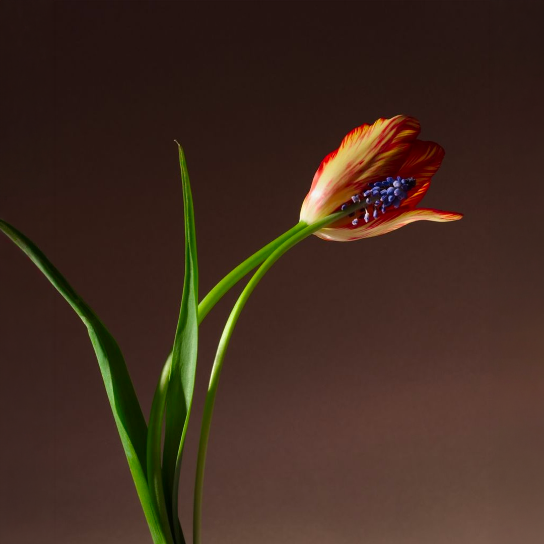 DEBEAULIEU édito février GJstudio