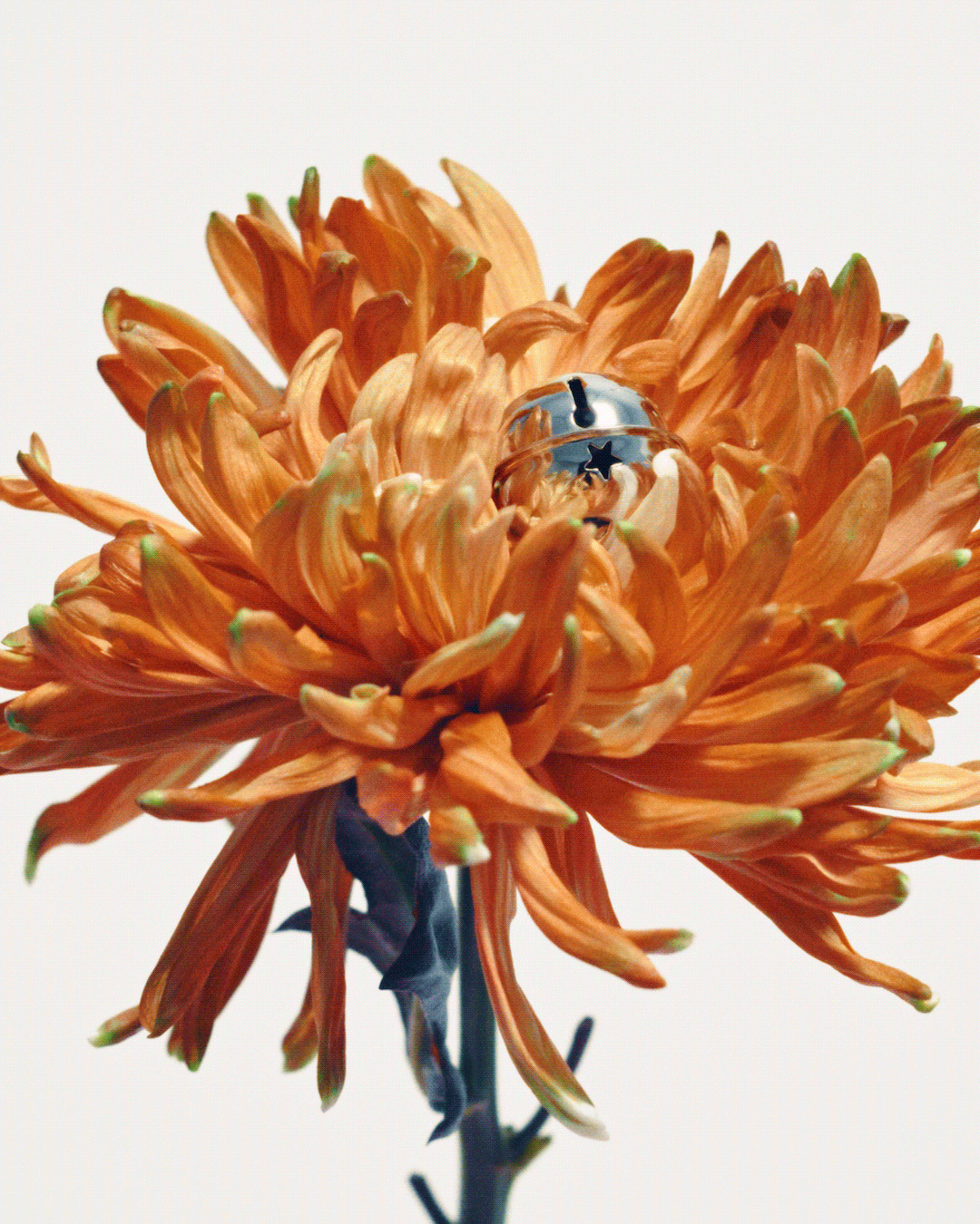 GJstudio Maxim Monti DEBEAULIEU — Holiday Bells