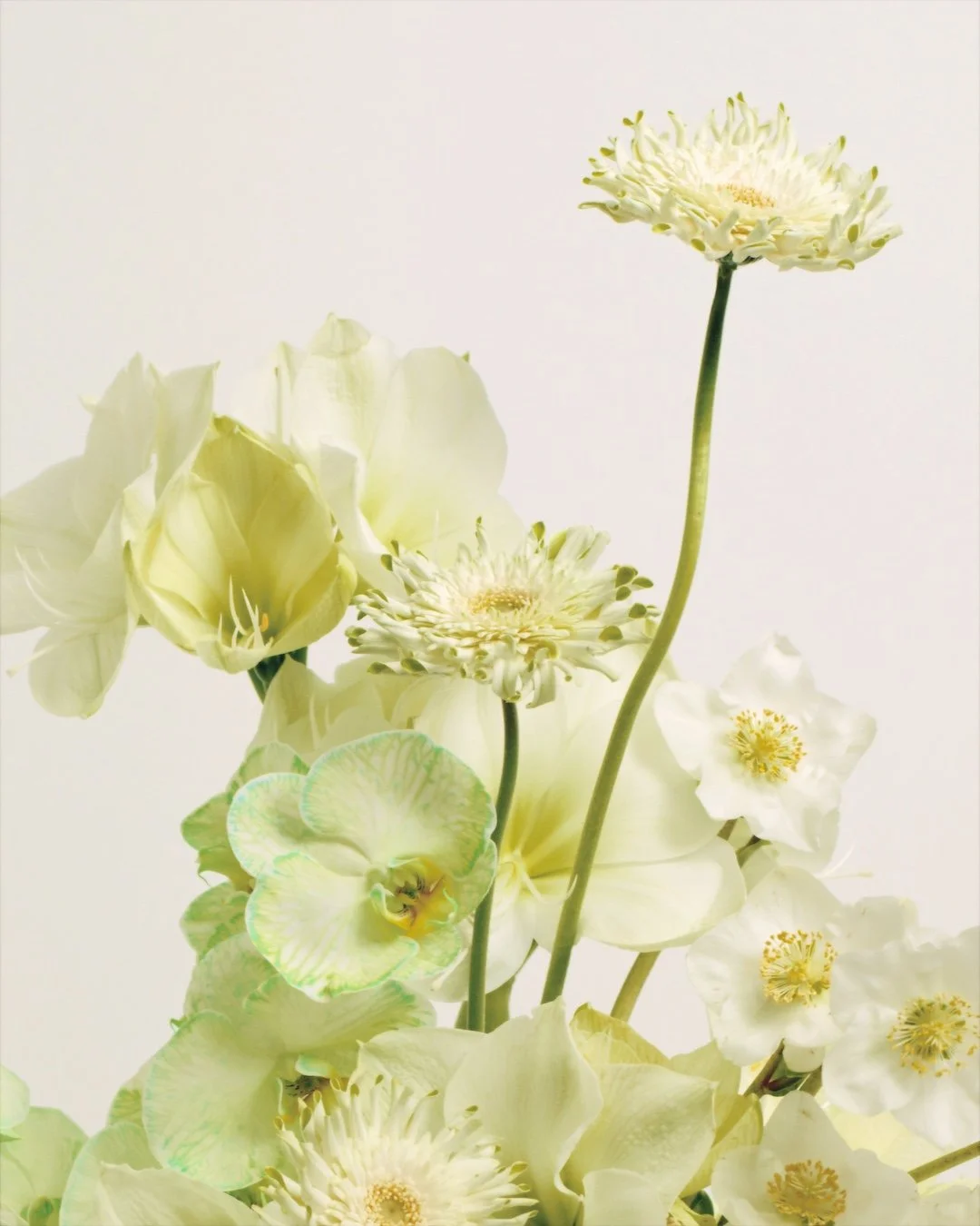 GJstudio Maxim Monti DEBEAULIEU Bouquet