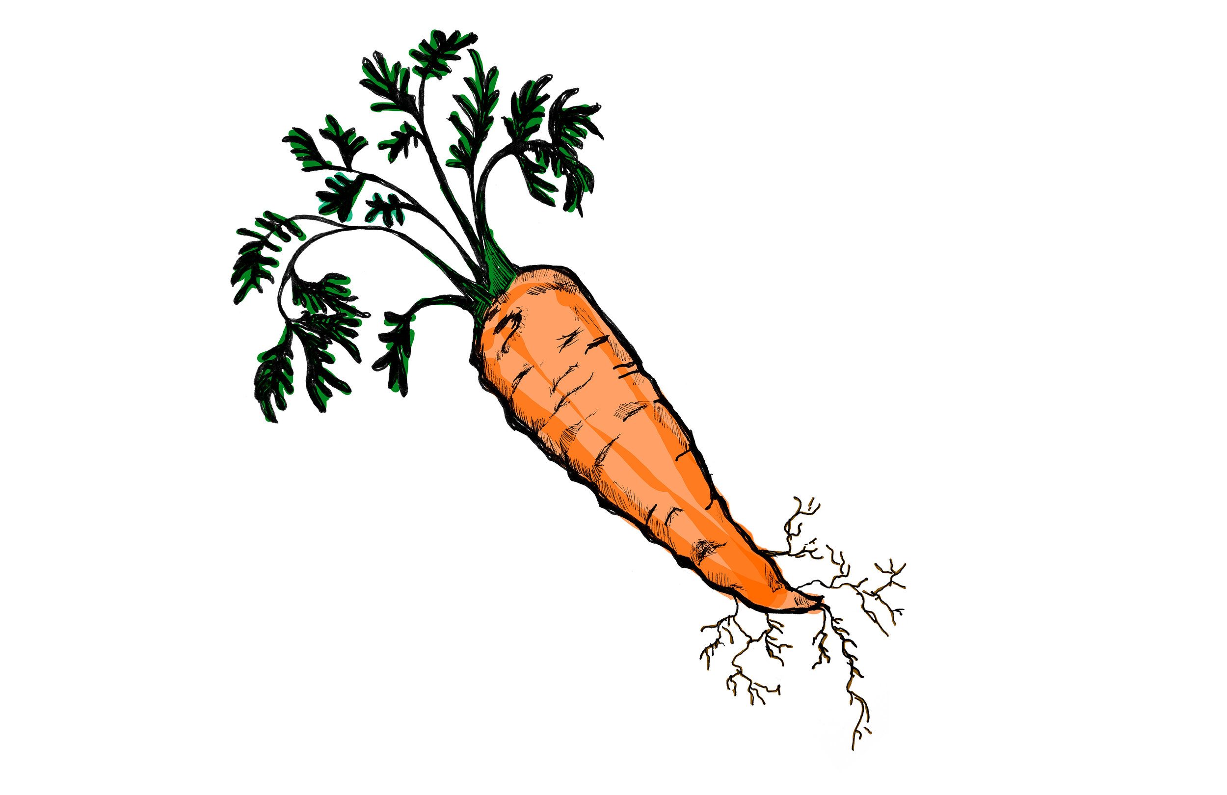 carrot.jpg