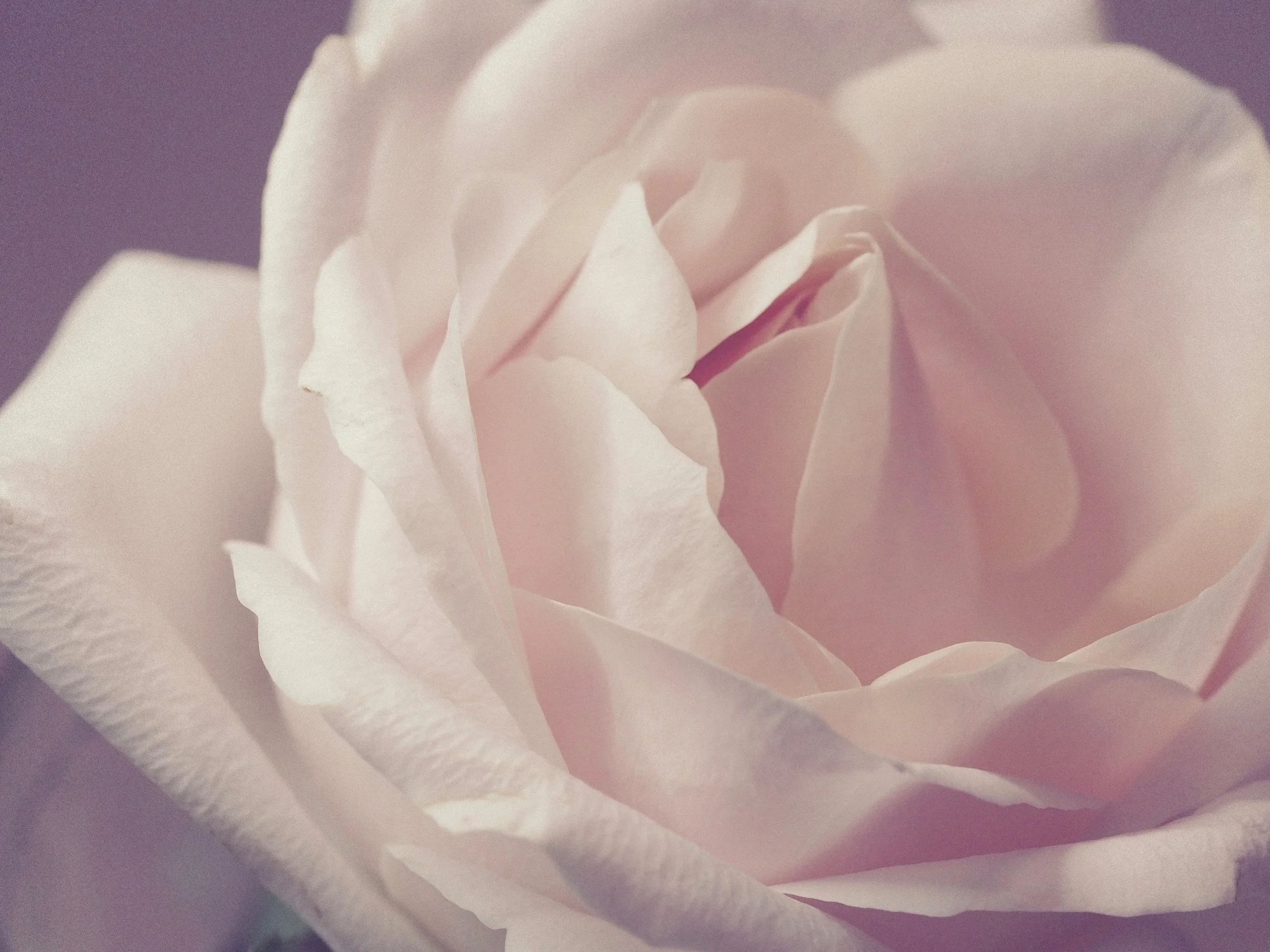 bloom-blossom-close-up-749563.jpg