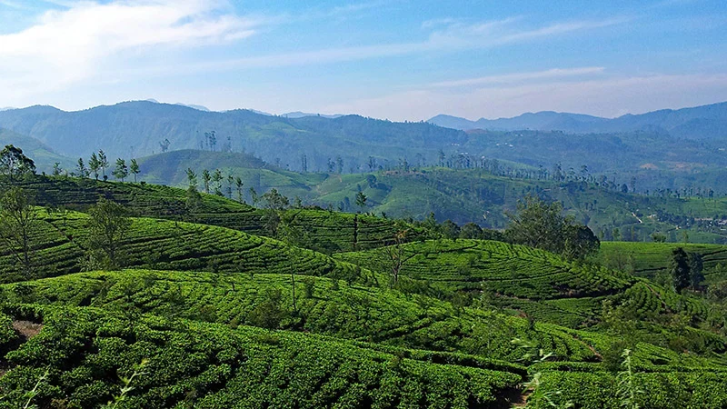 Sri Lankan fixed and mobile operator, negotiation with telecom regulator