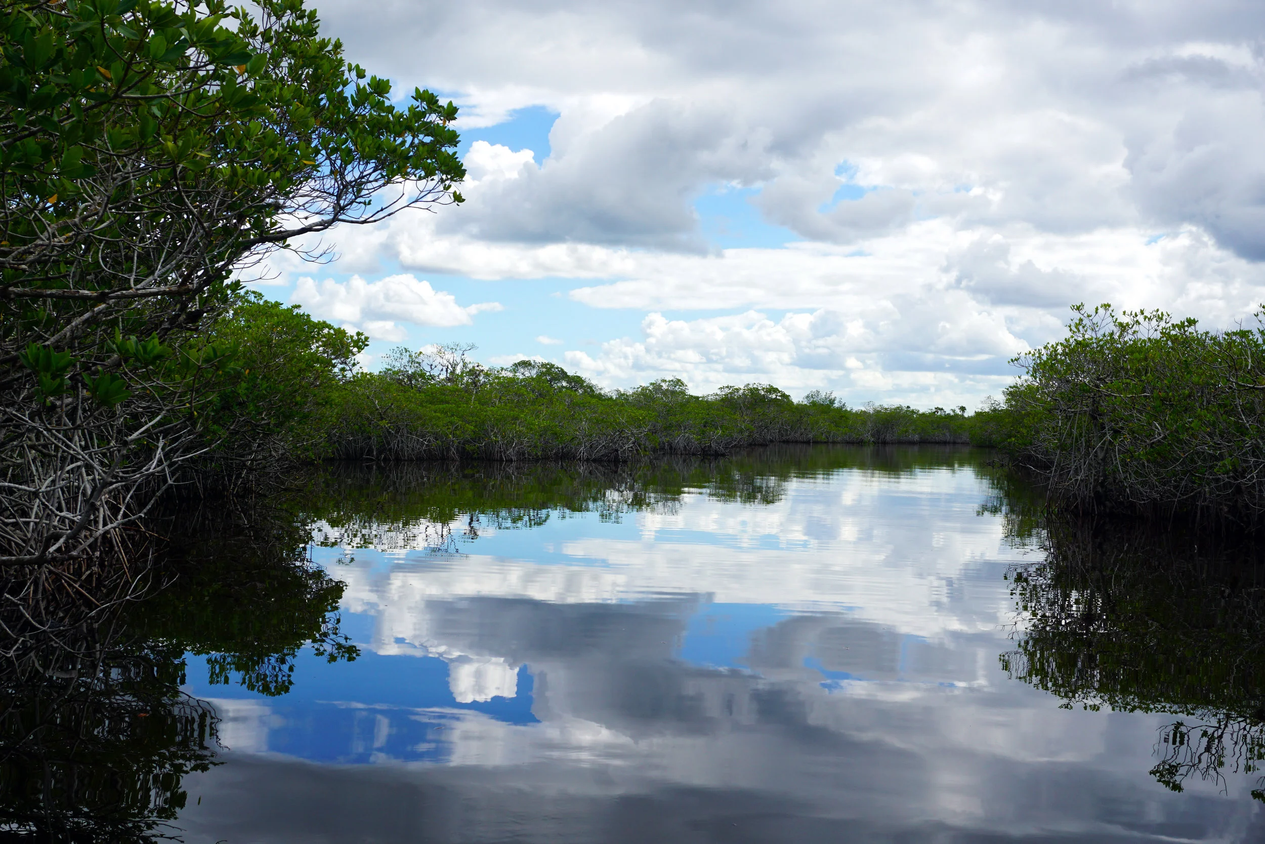 Everglades Reflection by Rayleen Downes