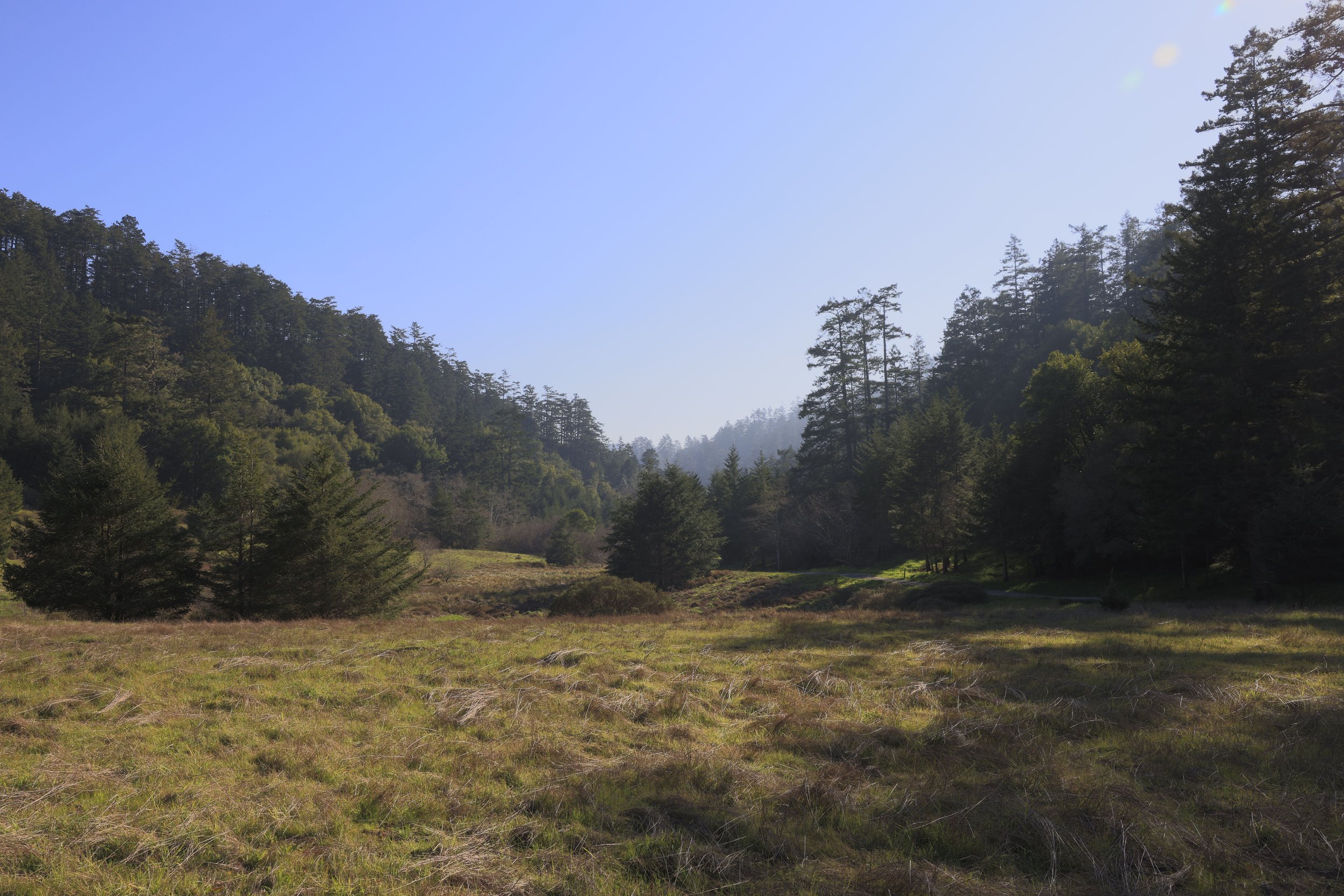 Bear Valley Meadow.jpg
