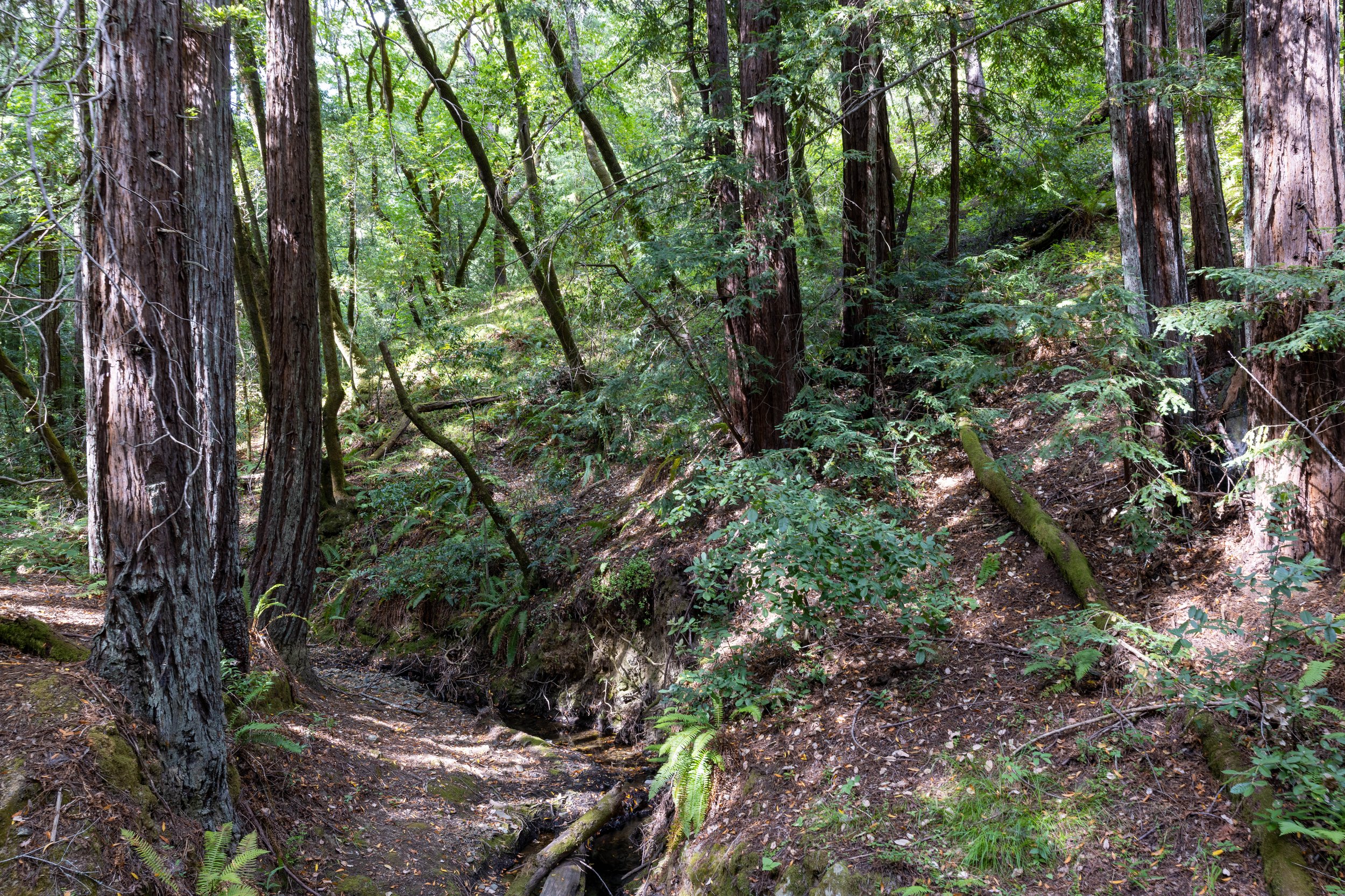 California Forest Trail.jpg