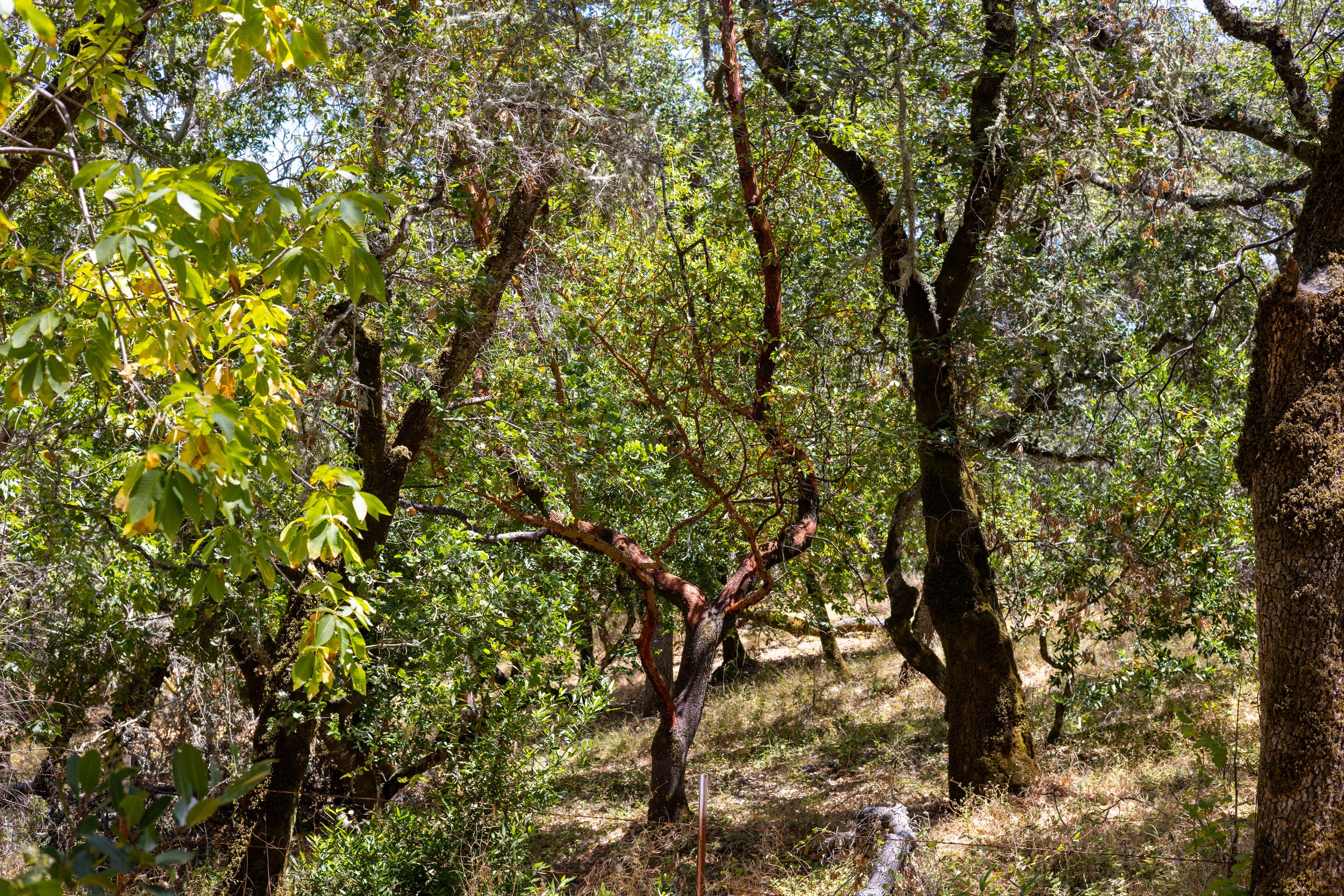 Manzanita Forest.jpg