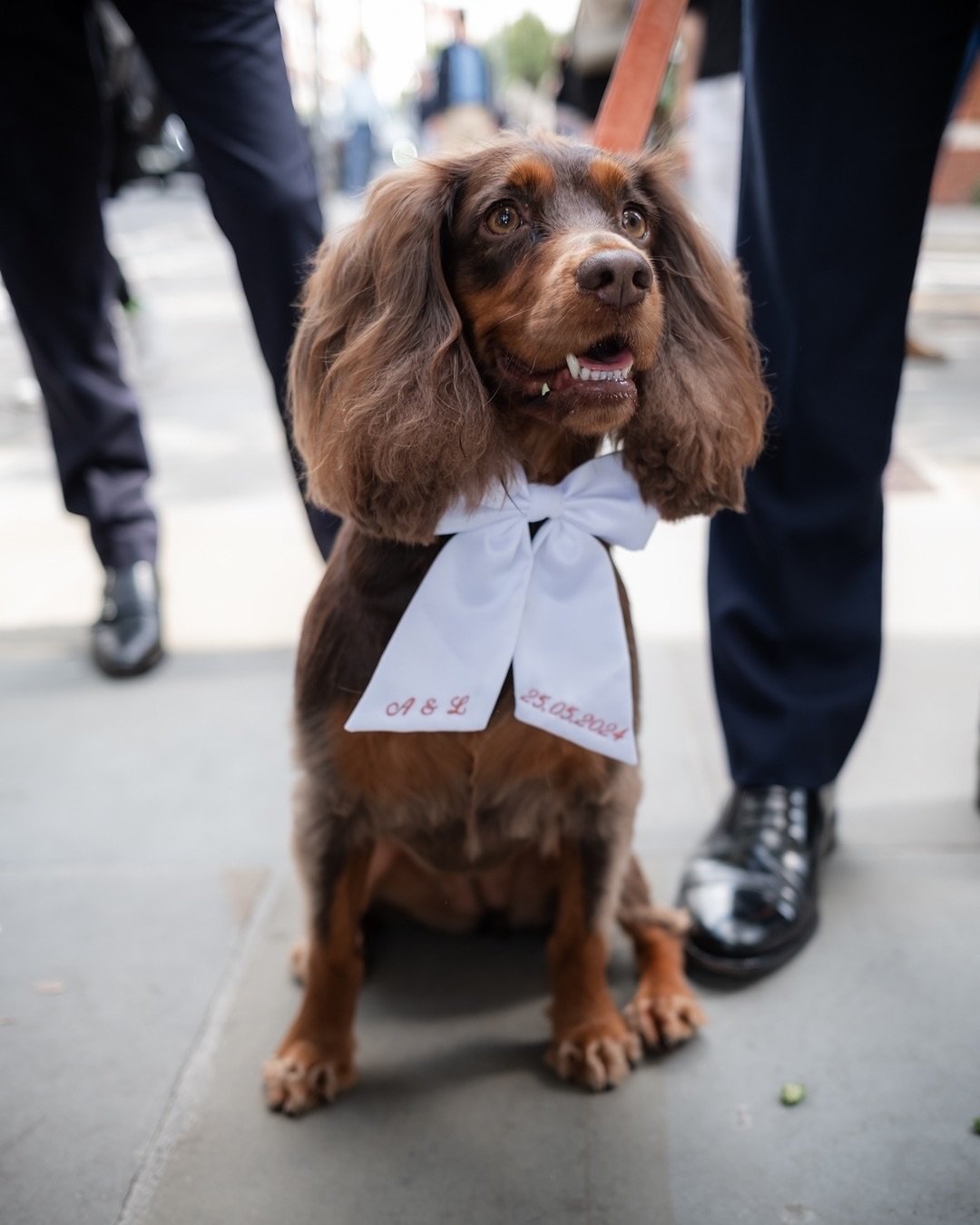 Every wedding needs a best boy like this! Proof that love comes in all shapes, sizes&mdash;and wagging tails.
#WeddingDog #BestBoyEver #FurryFamilyMember 🐾🎀