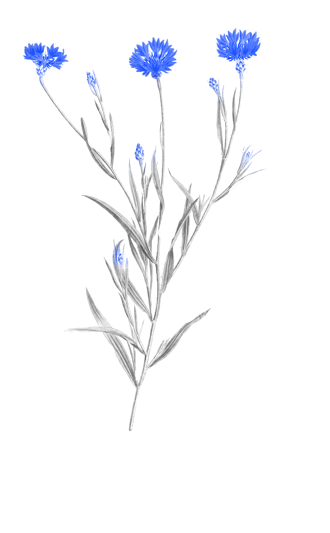 Centaurea cyanus-bwb.png