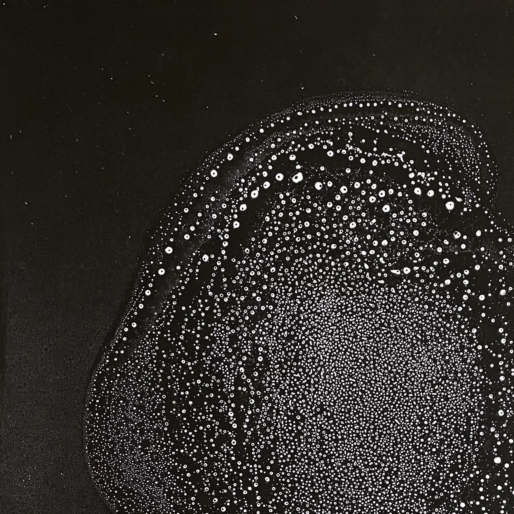 Outer Space Animals, close up view
.
.
.
.
.
.
.
#chemigram #alternativephotography # microgram #Artcomtemporary #Scienceisart #Contemporaryartcollector #Beauxart #Landscapeart #artonpaper #Phillyartist #inspiredbynature #Artista #Artcurator #Origina