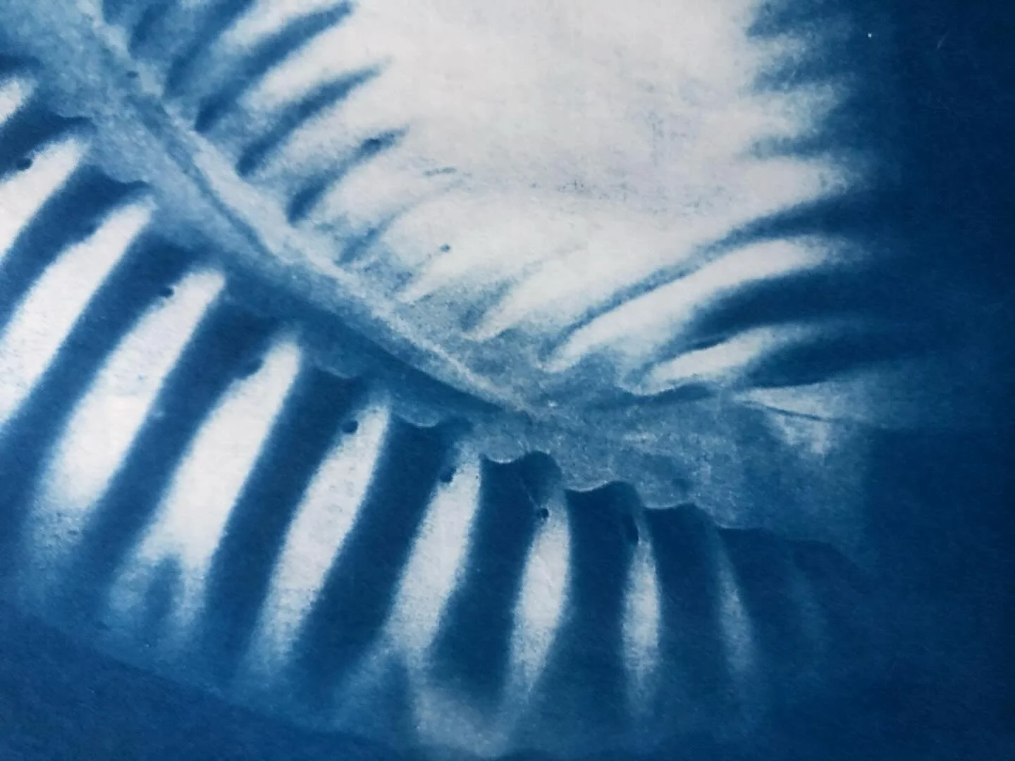 Sea composition 

&nbsp;#cyanotypeprint&nbsp;#cyanotypeartist
#inspiredbynature #alternativephotography #microgram #Artcomtemporary #Comtemporaryartcollector #Beauxart #Landscapeart #artonpaper #Phillyartist #Artista #Artcurator #Originalart #homedec