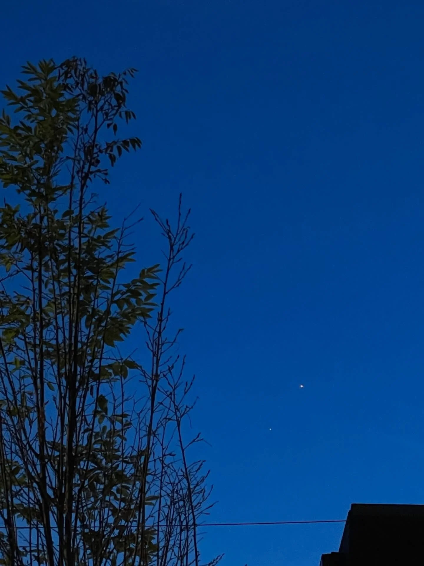 Juniper and Venus in the sky.