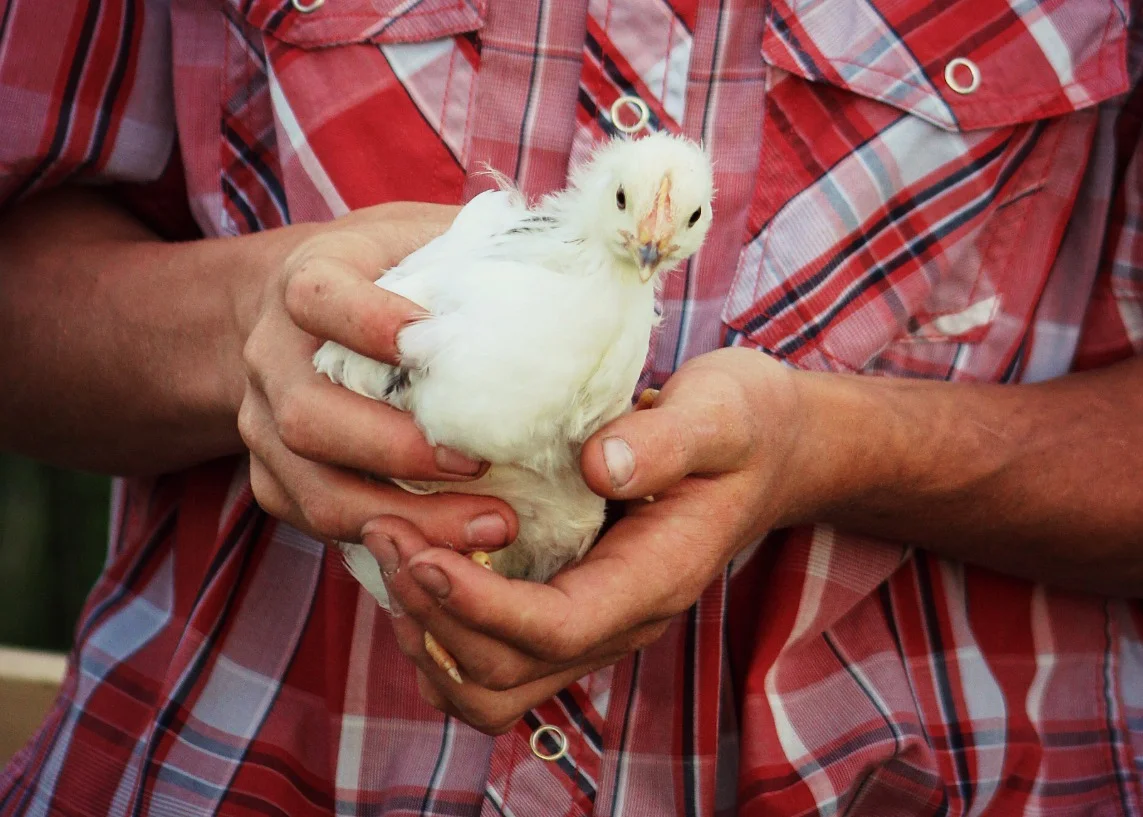 A Chick in Hand Colour.jpg