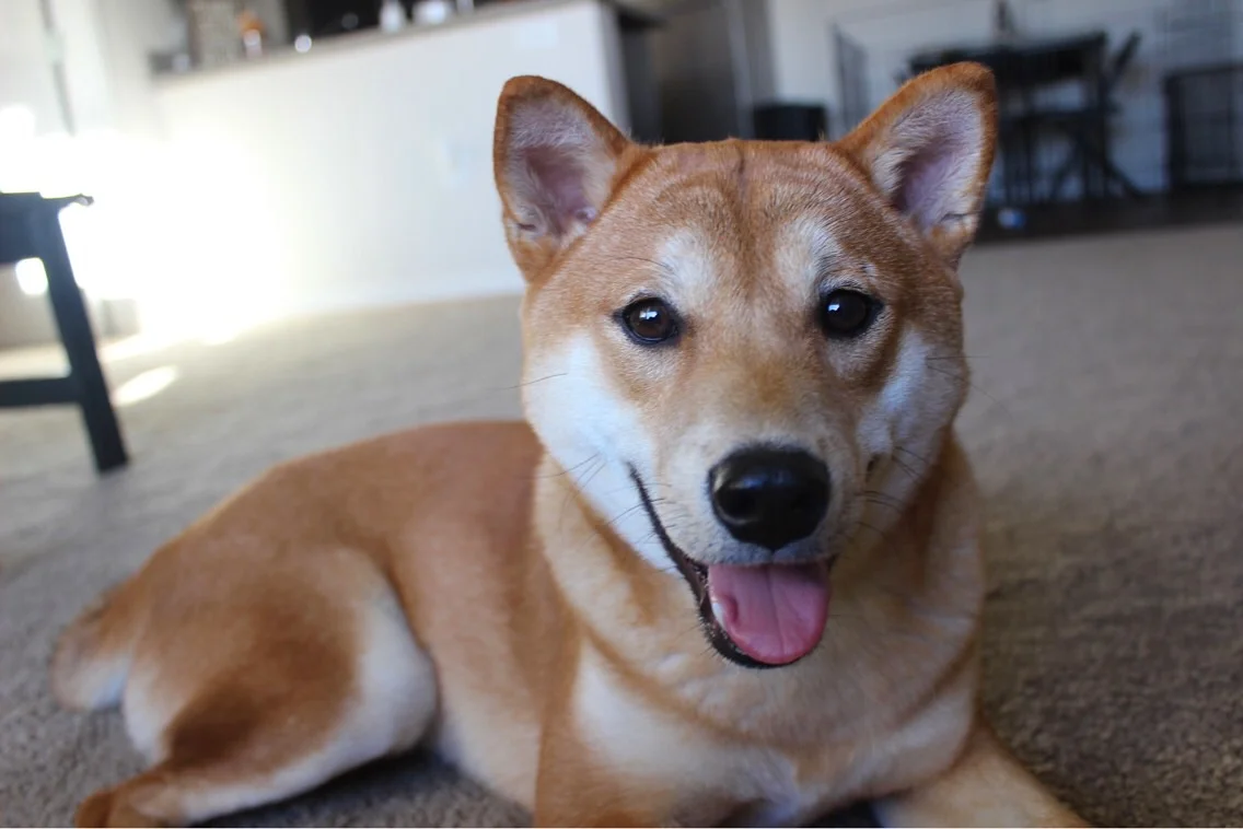 Owning A Shiba Inu Faq Kendra Adams