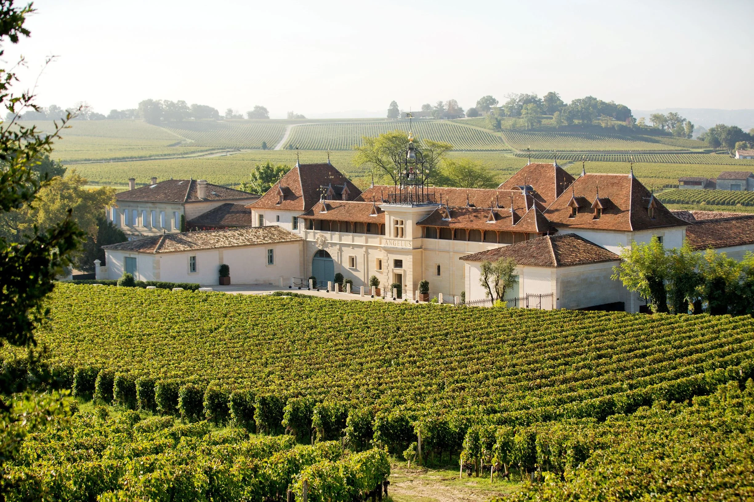 Angelus vineyard view.jpg