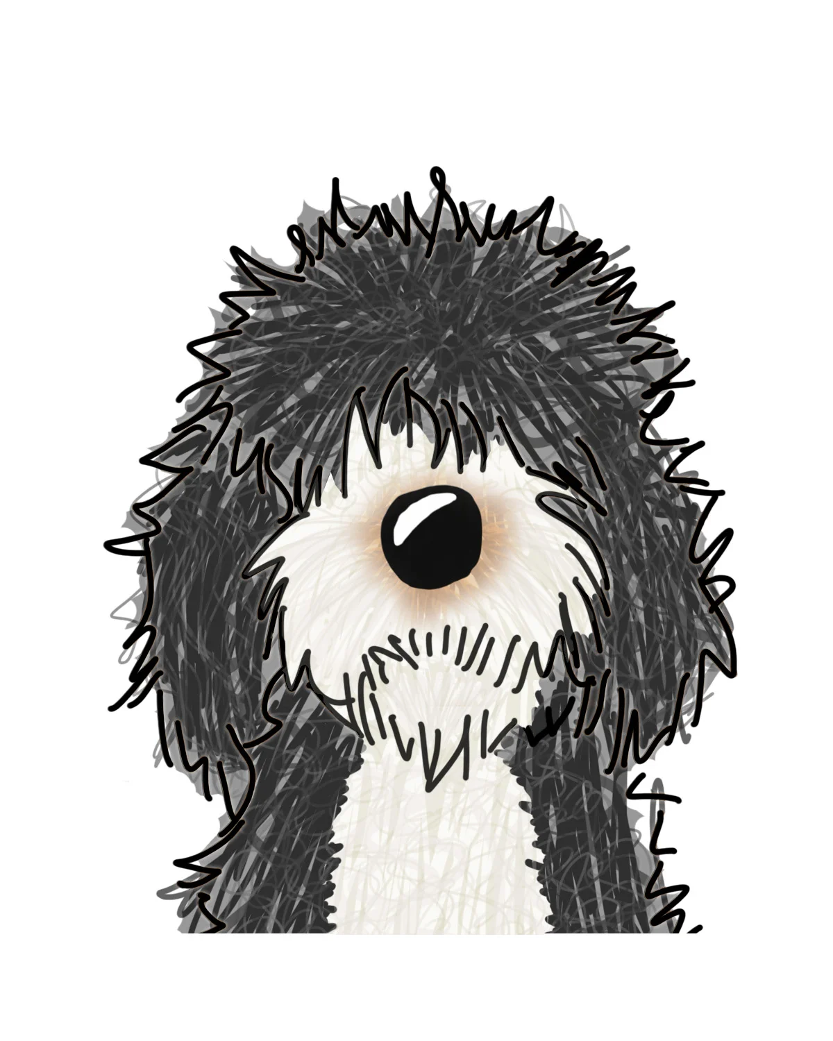 bernedoodles available now