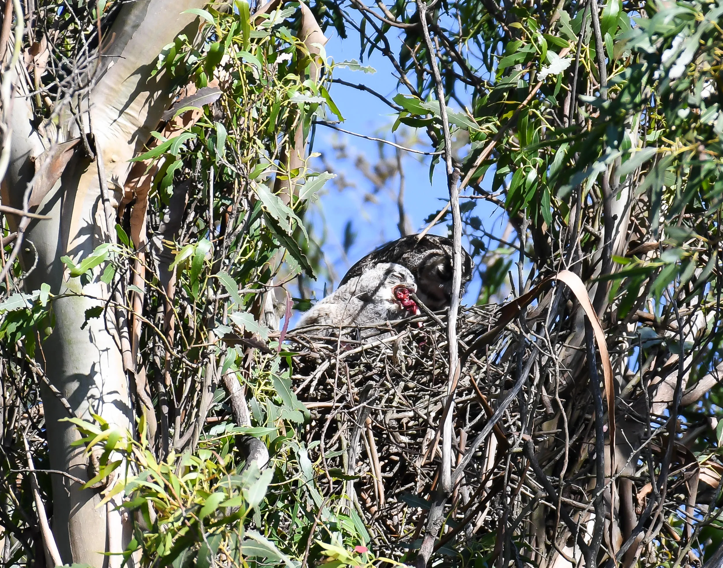 Baby Great Horned Owl in the nest eating
