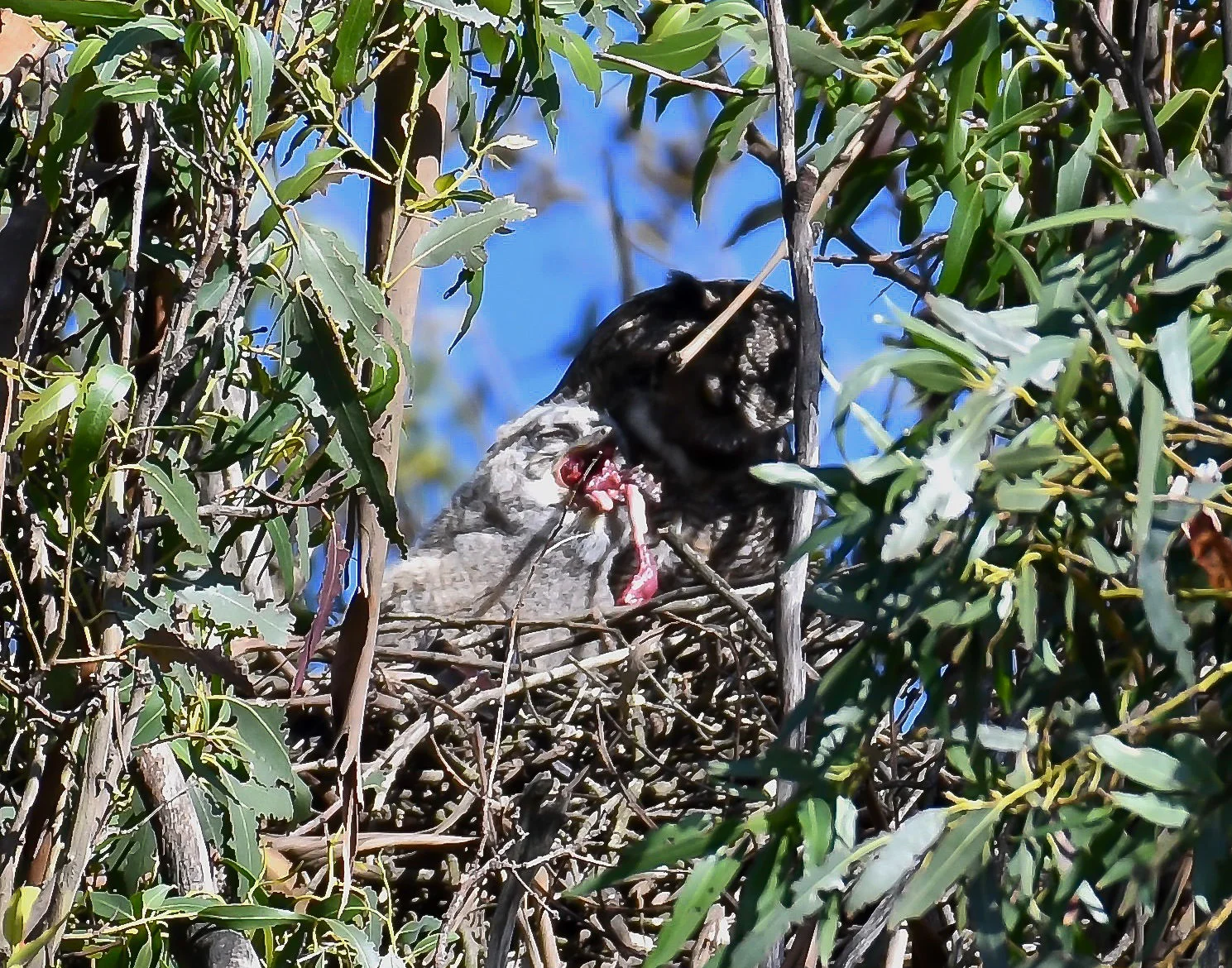baby great horned owl in nest feeding.jpg