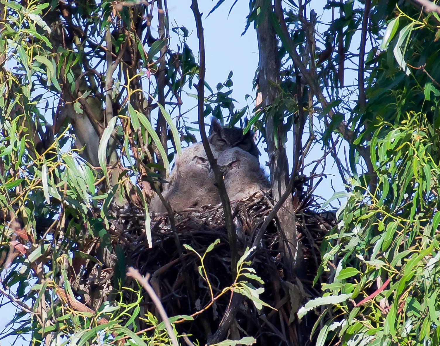 baby great horned owls with mother owl in nest.jpg