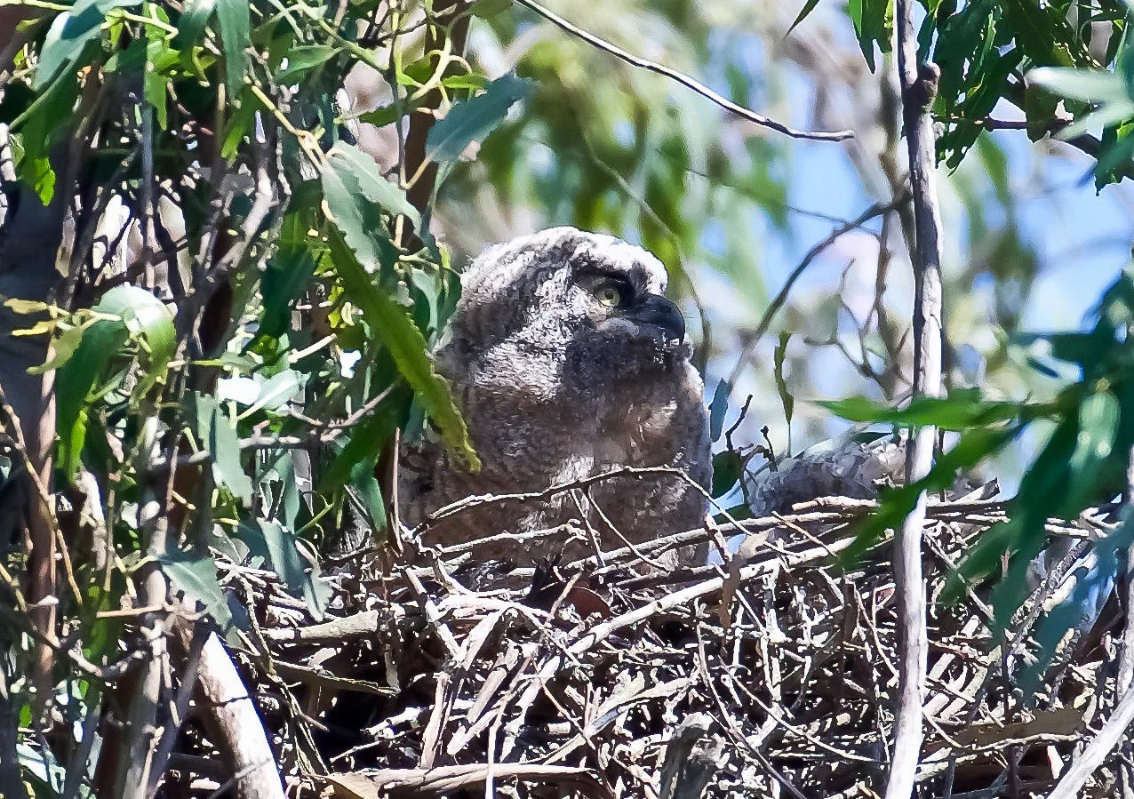A closeup photo of a young great horned owl in its nest in a eucalyptus tree in Sonoma County, California