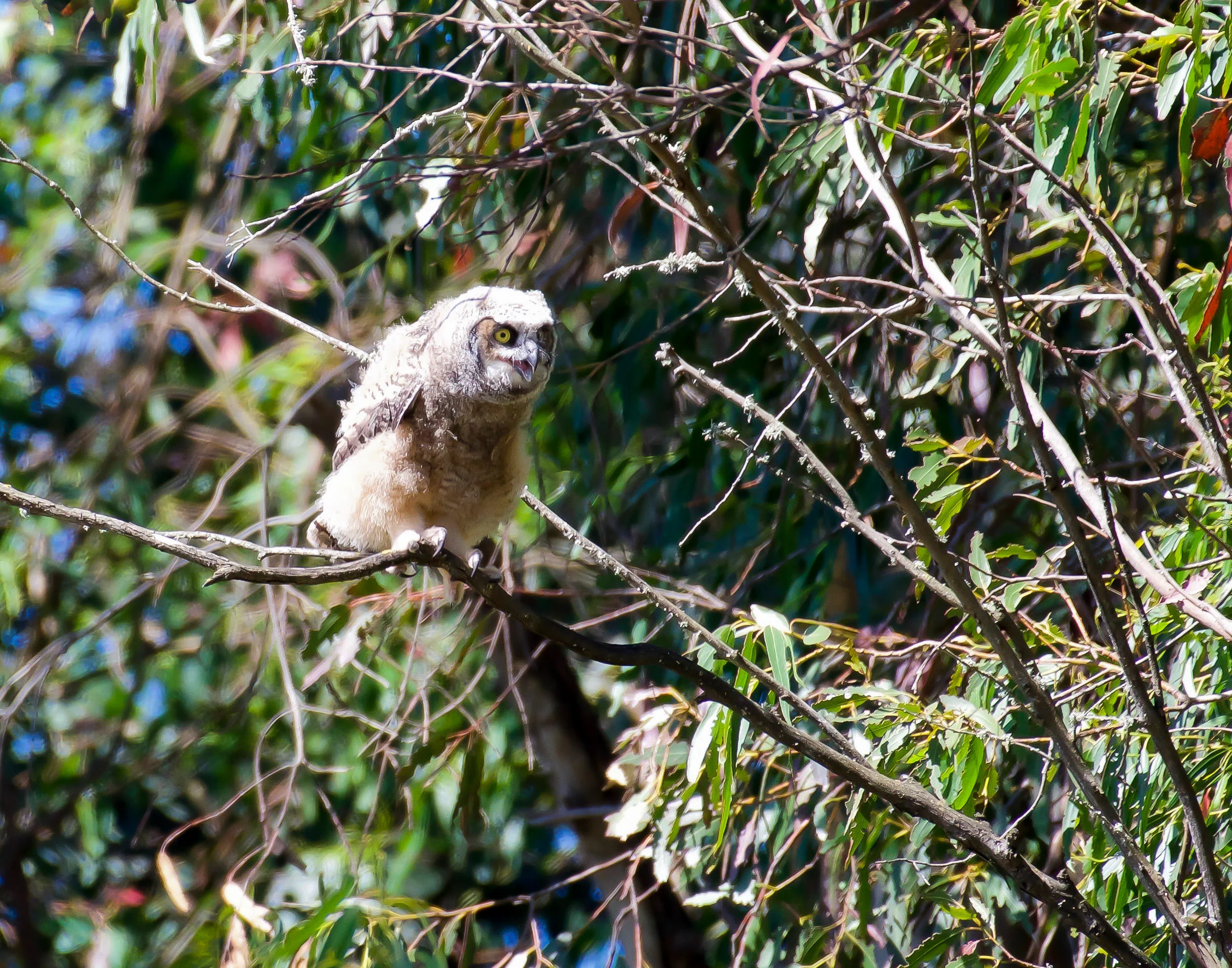 A fledgling great horned owl getting ready to fly from branch to branch