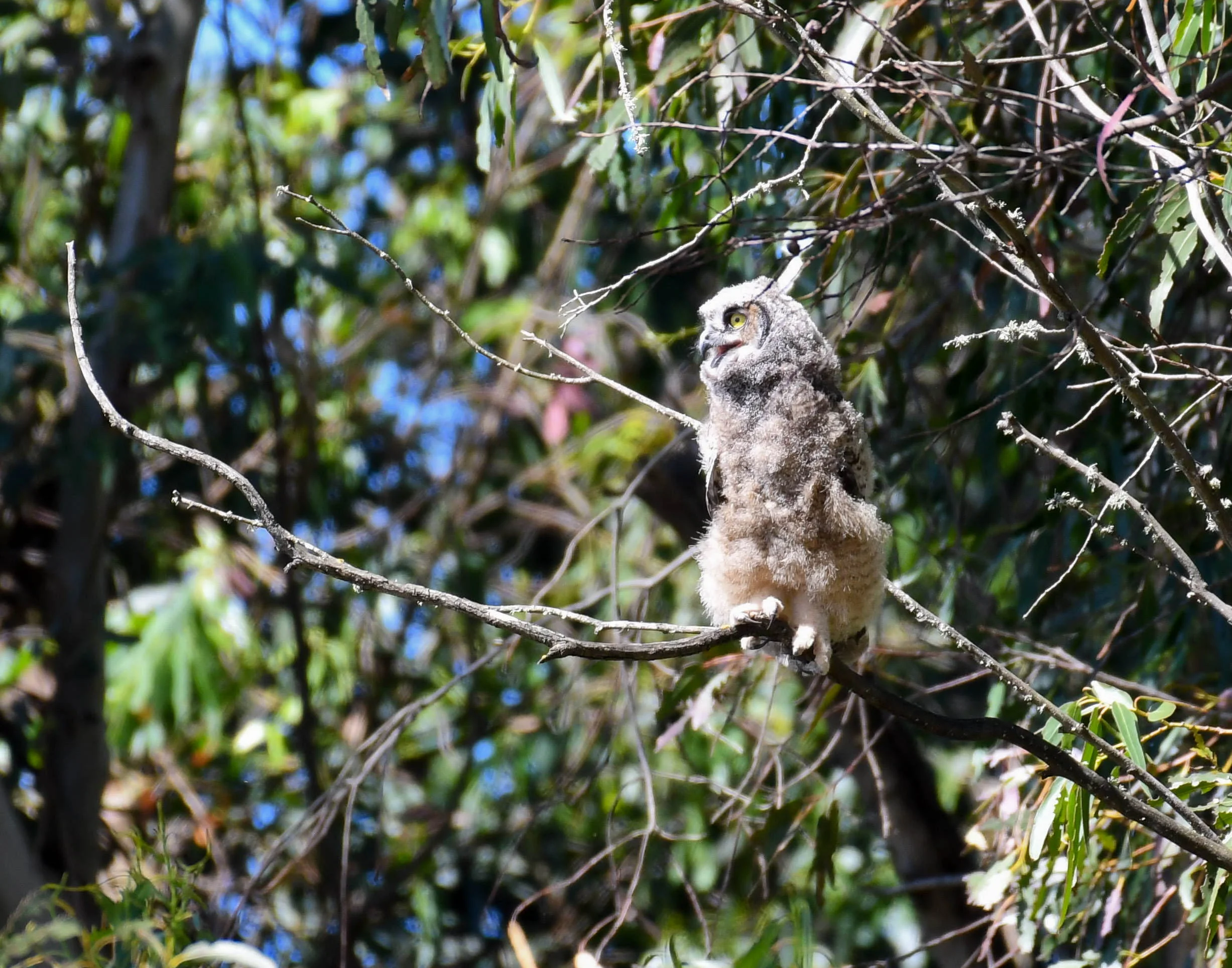 fledged great horned owl on branch.jpg
