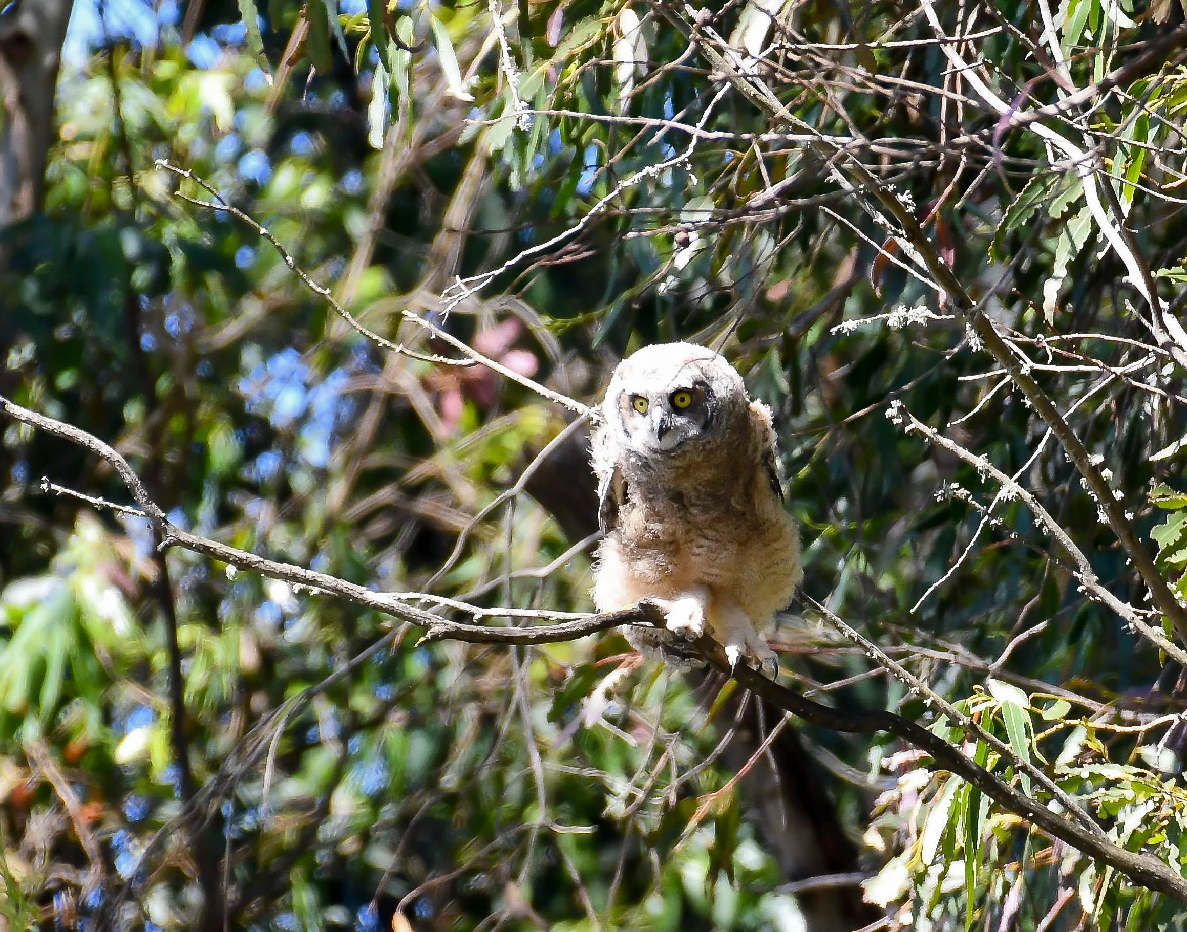 fledgling great horned owl branching.jpg