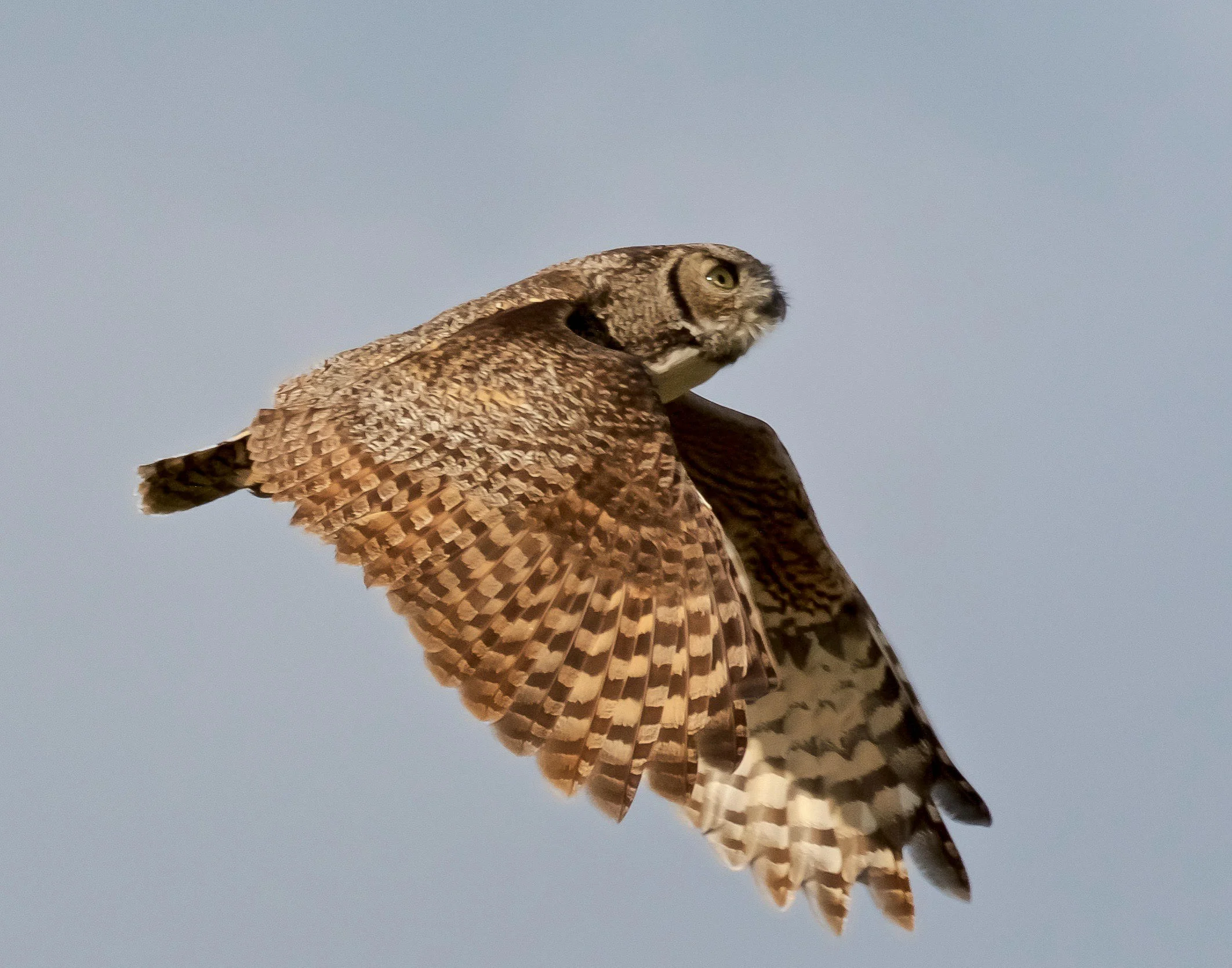 A great horned owl in flight in good lighting with good focus