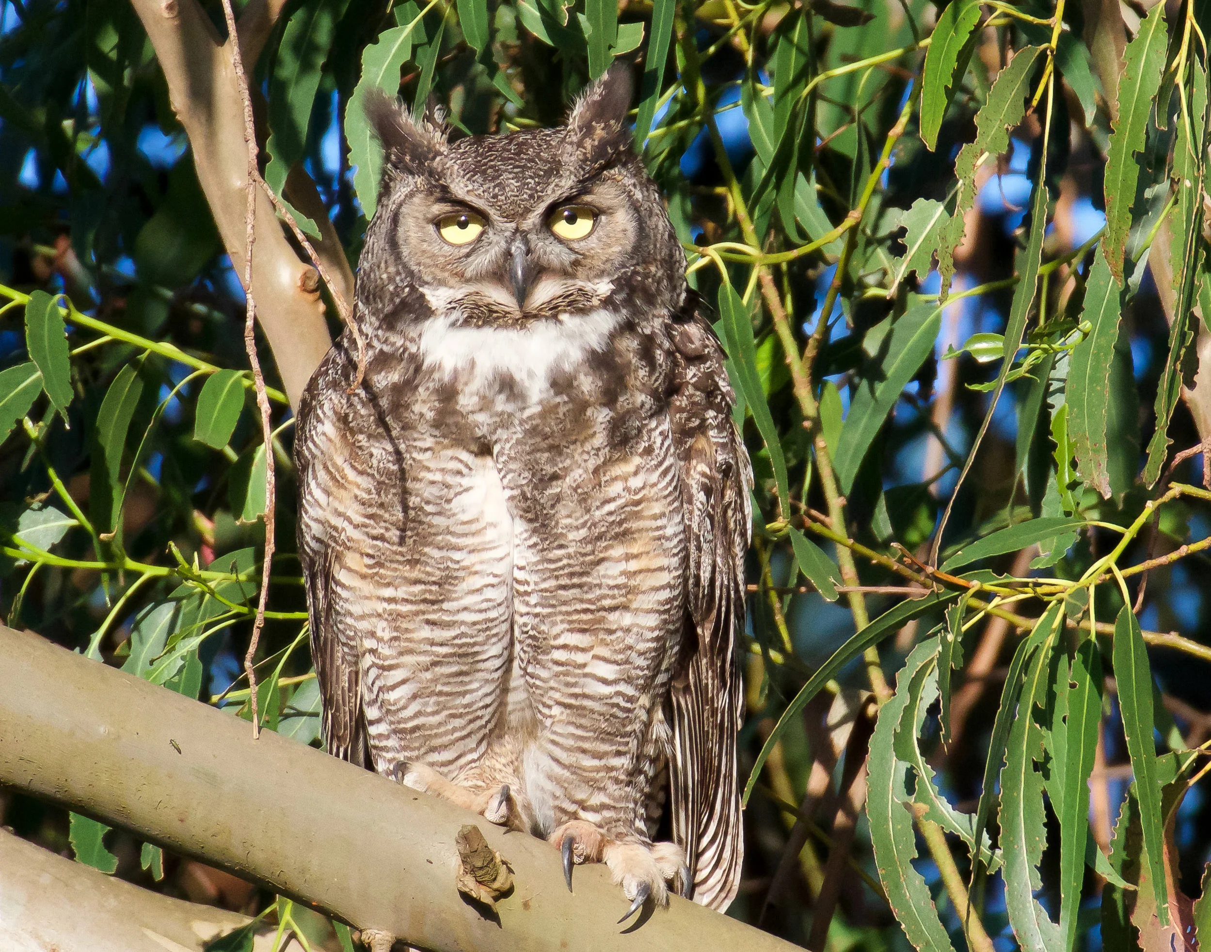 A great horned owl perched high in a eucalyptus tree in Petaluma, California.