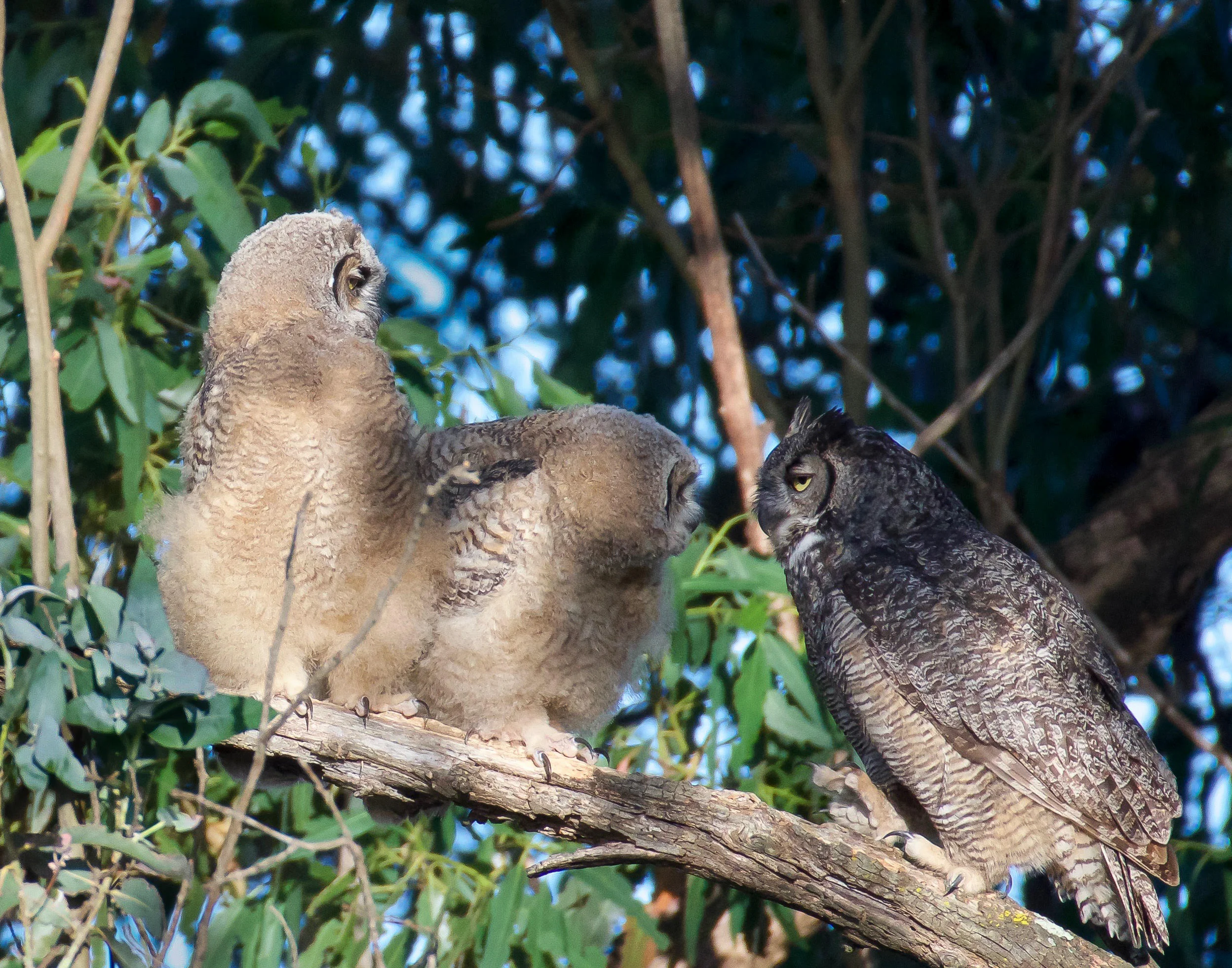 A mother Great Horned Owl with her two juvenile fledglings on a branch, looking at each other