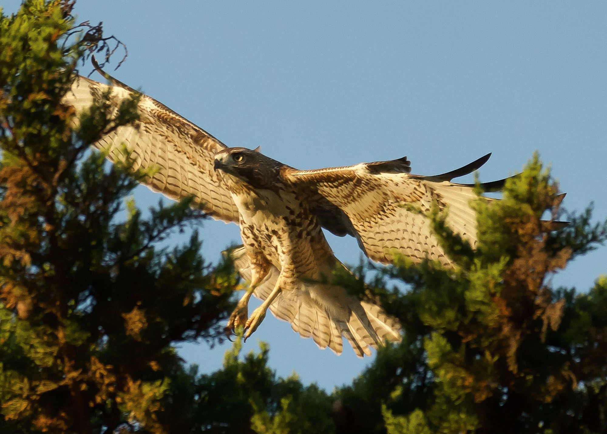 DSC_2828-1.jpg