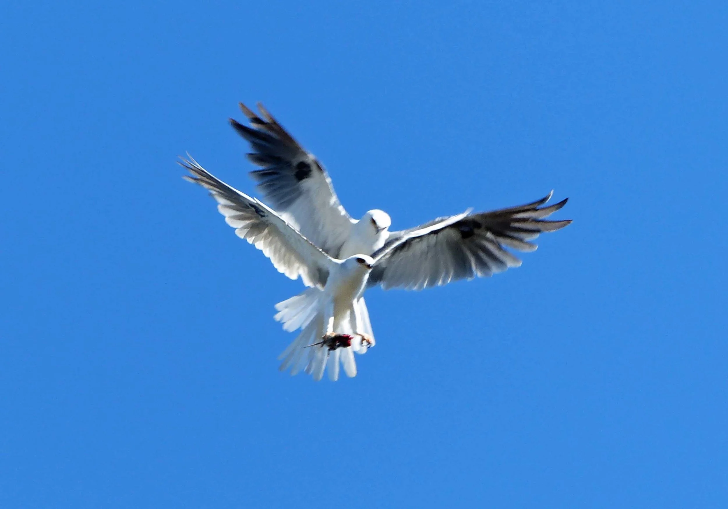 P1110381b.jpg