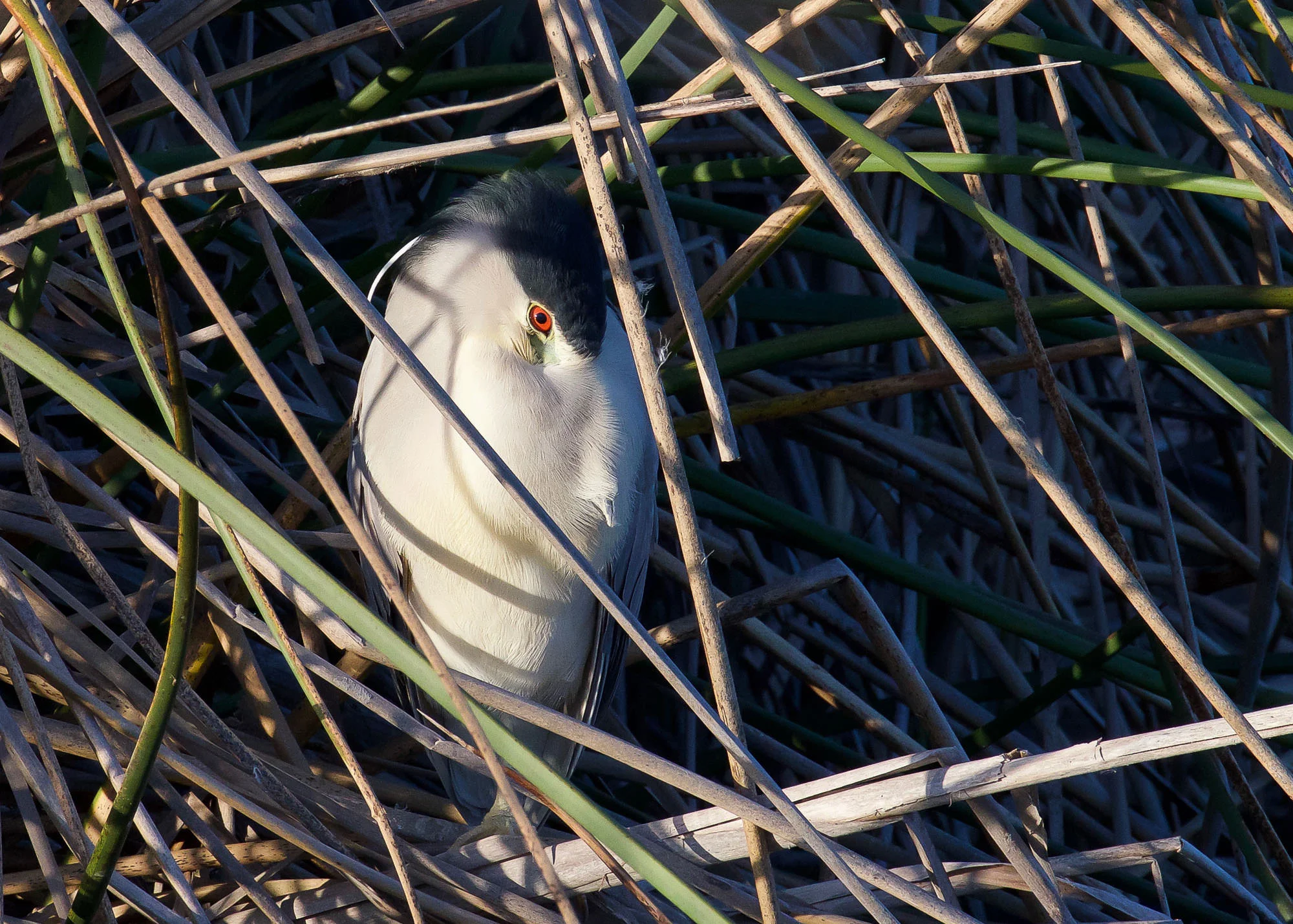 DSC_5147-3.jpg