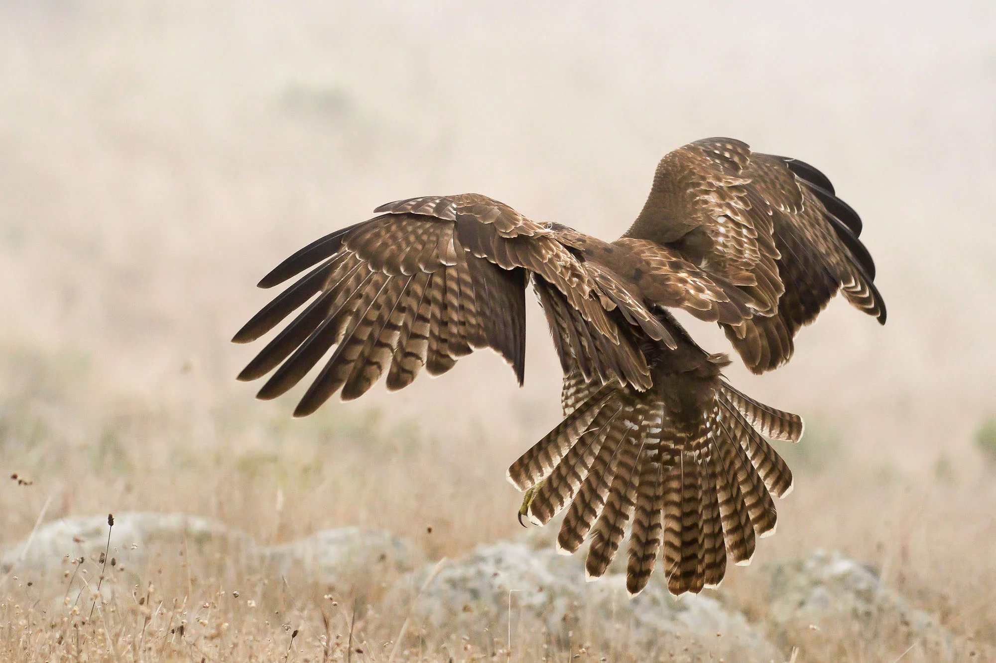 red-tailed hawk - in the fog-1.jpg
