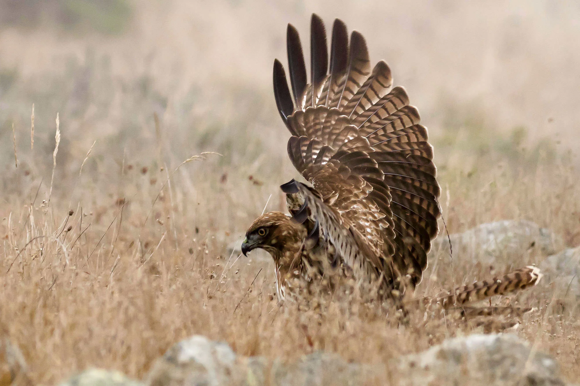 red-tailed hawk - in the fog-3.jpg