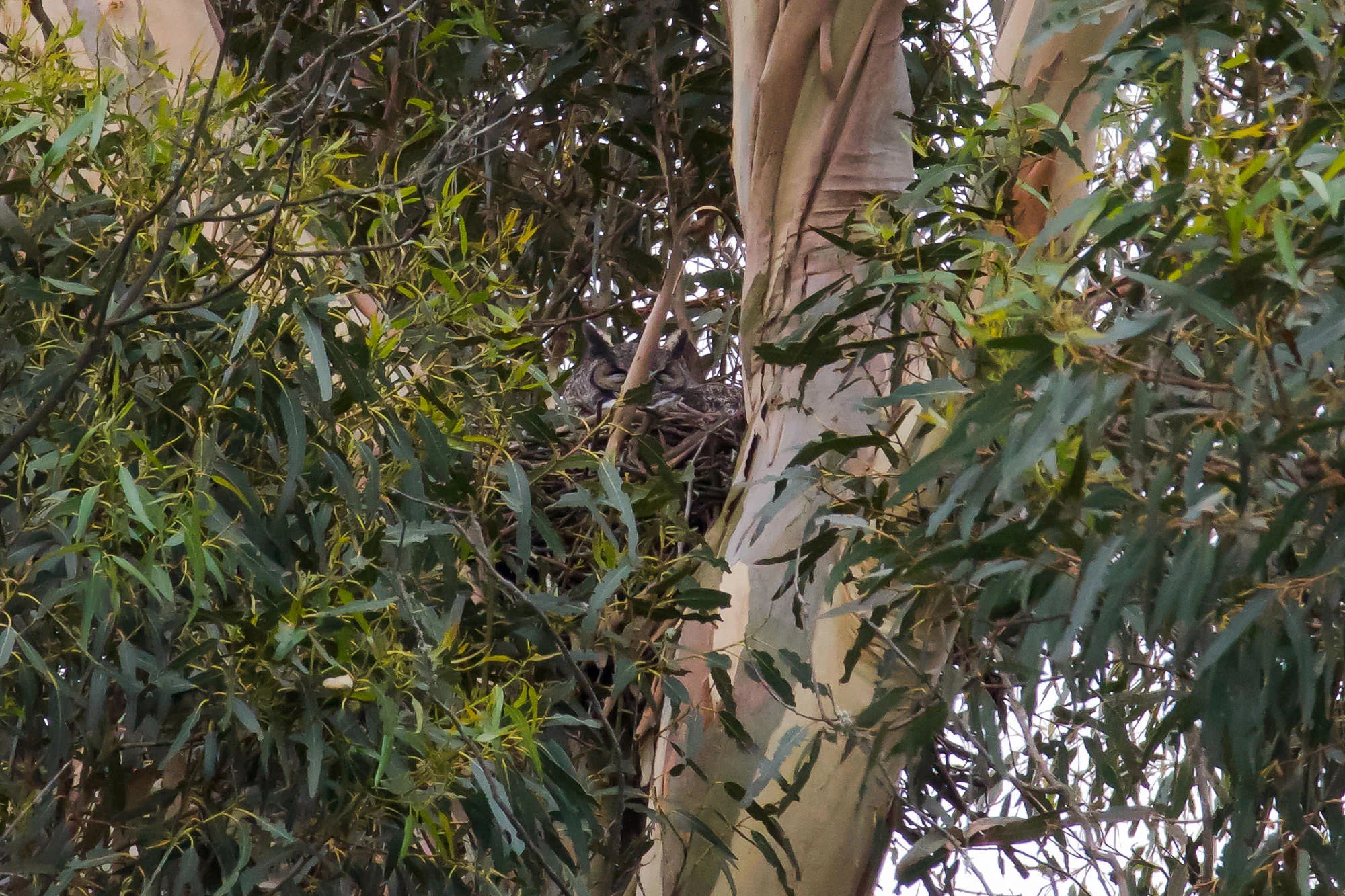 owls-crows-hawk-1.jpg
